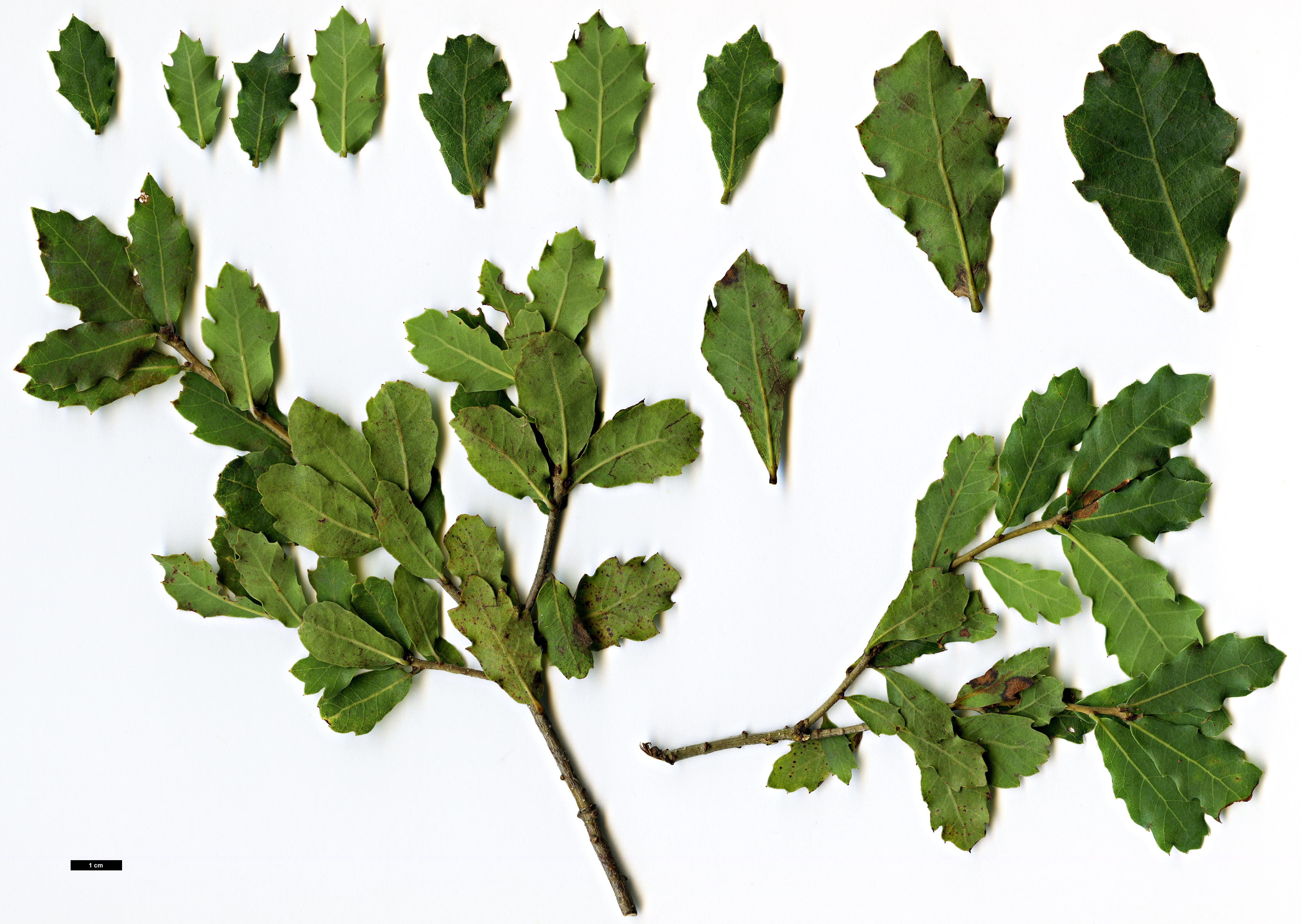 High resolution image: Family: Fagaceae - Genus: Quercus - Taxon: sebifera