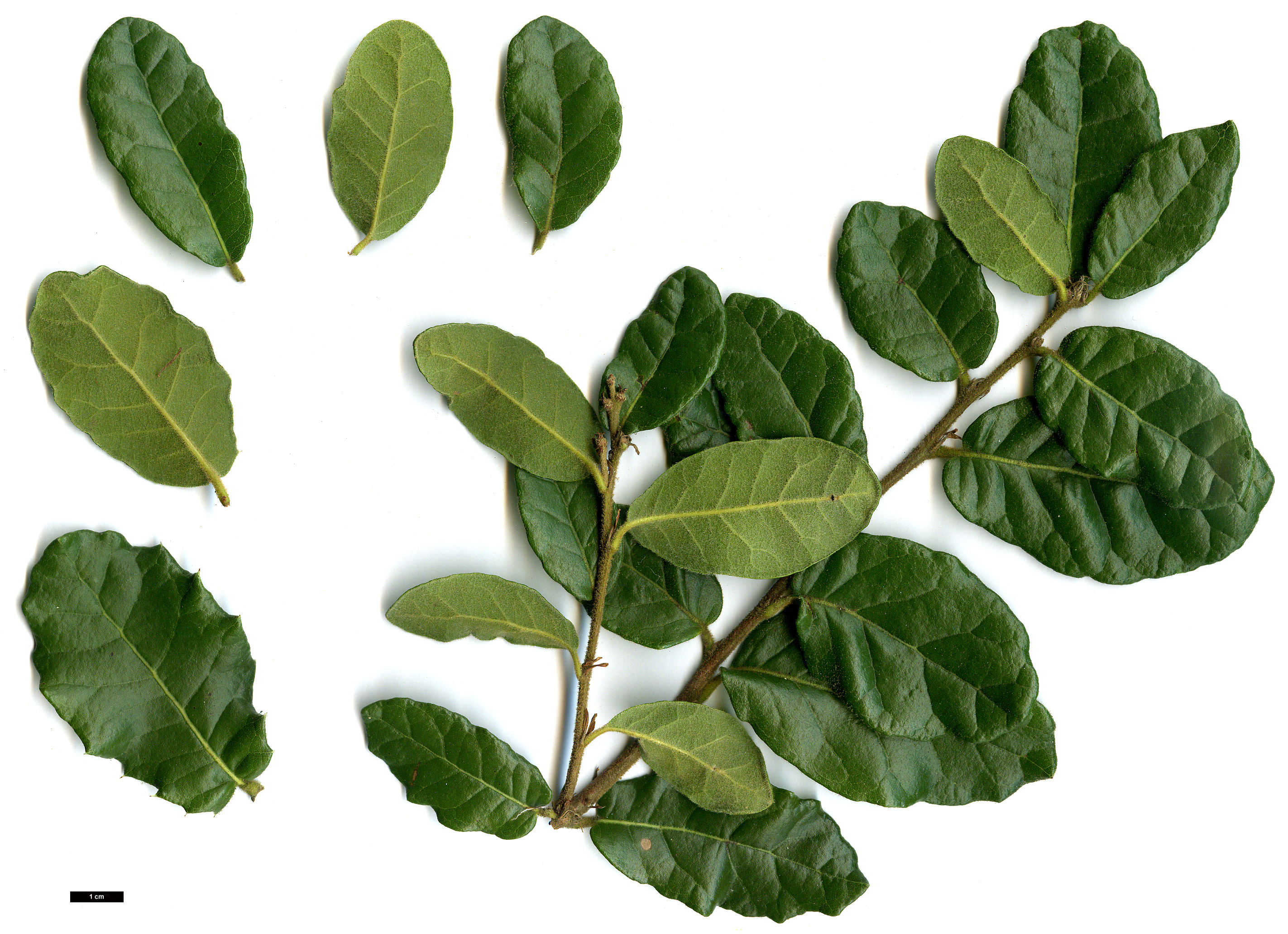 High resolution image: Family: Fagaceae - Genus: Quercus - Taxon: senescens