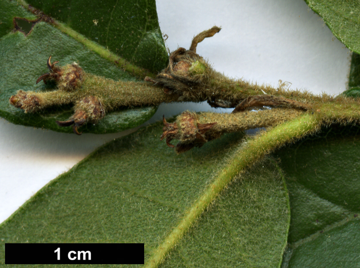 High resolution image: Family: Fagaceae - Genus: Quercus - Taxon: senescens