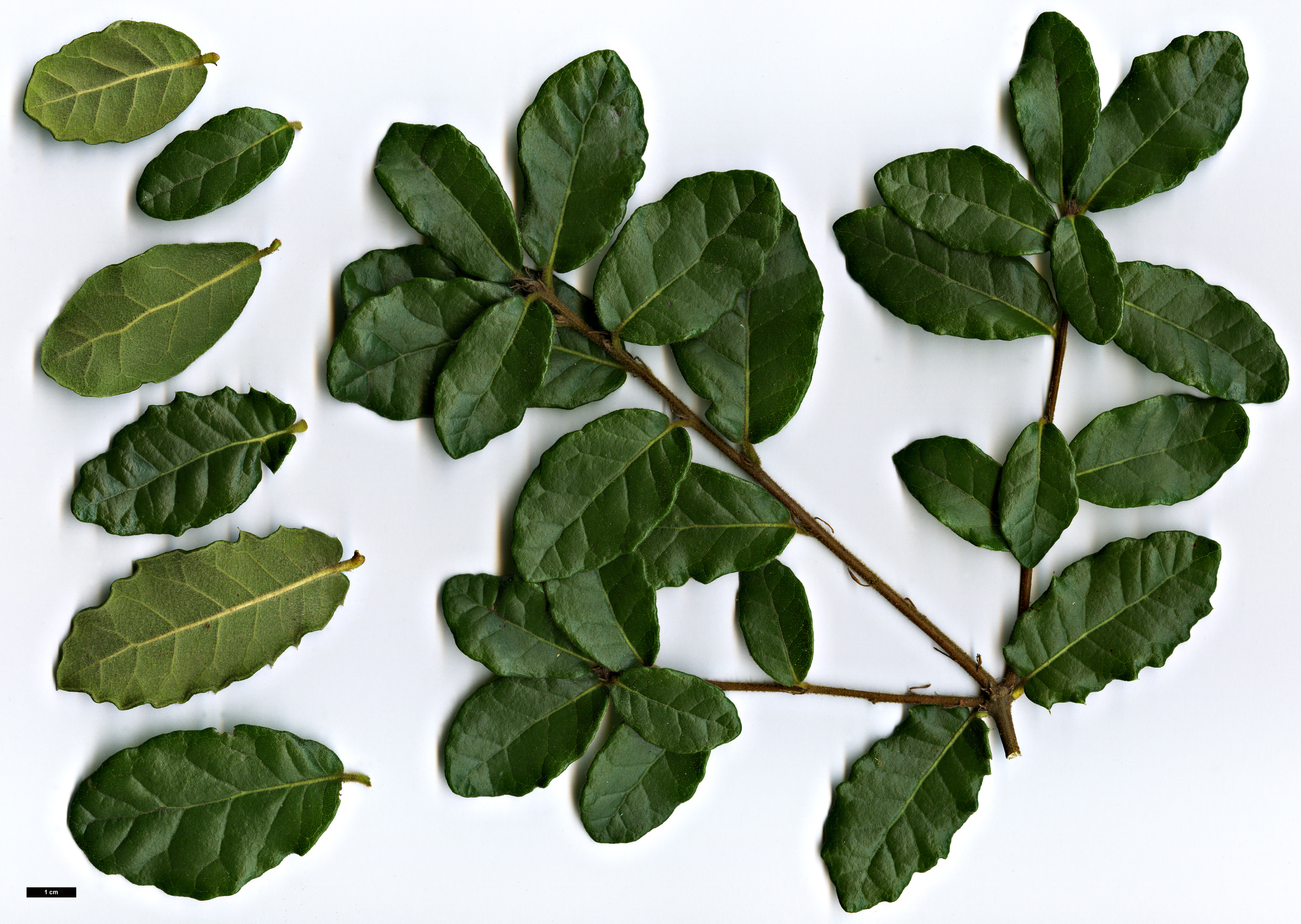 High resolution image: Family: Fagaceae - Genus: Quercus - Taxon: senescens