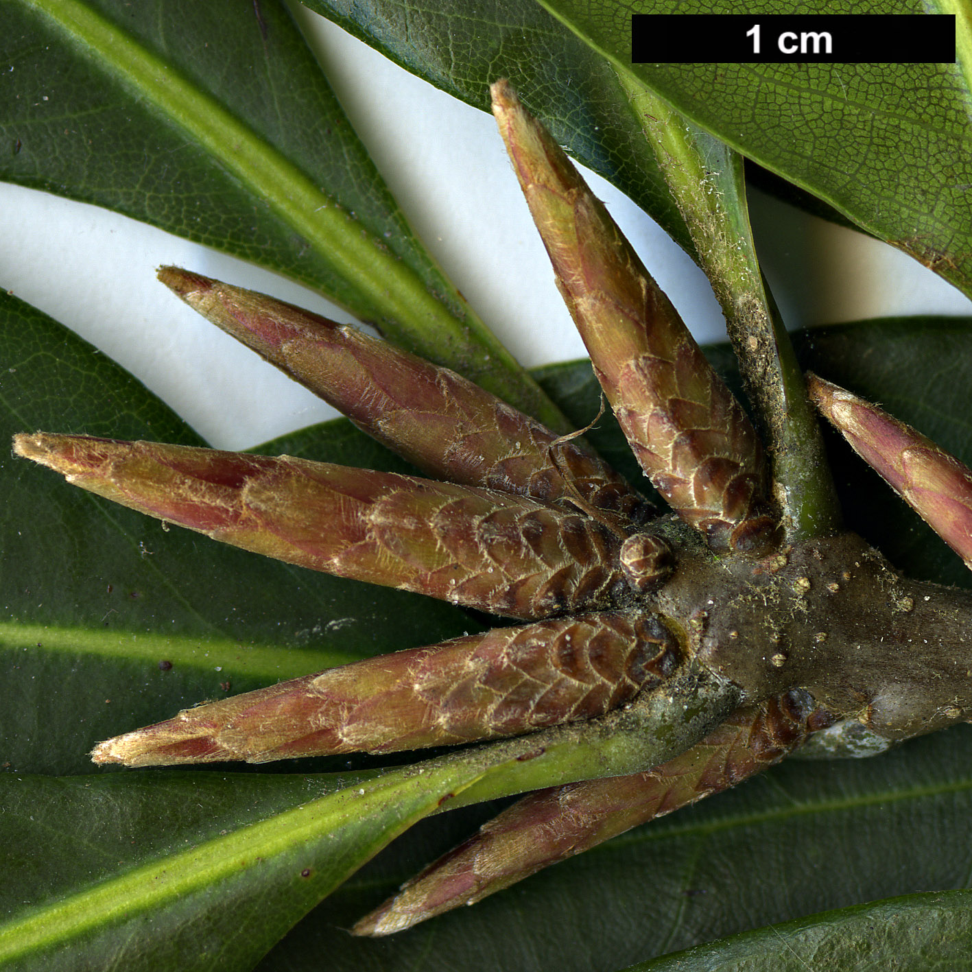 High resolution image: Family: Fagaceae - Genus: Quercus - Taxon: sessilifolia