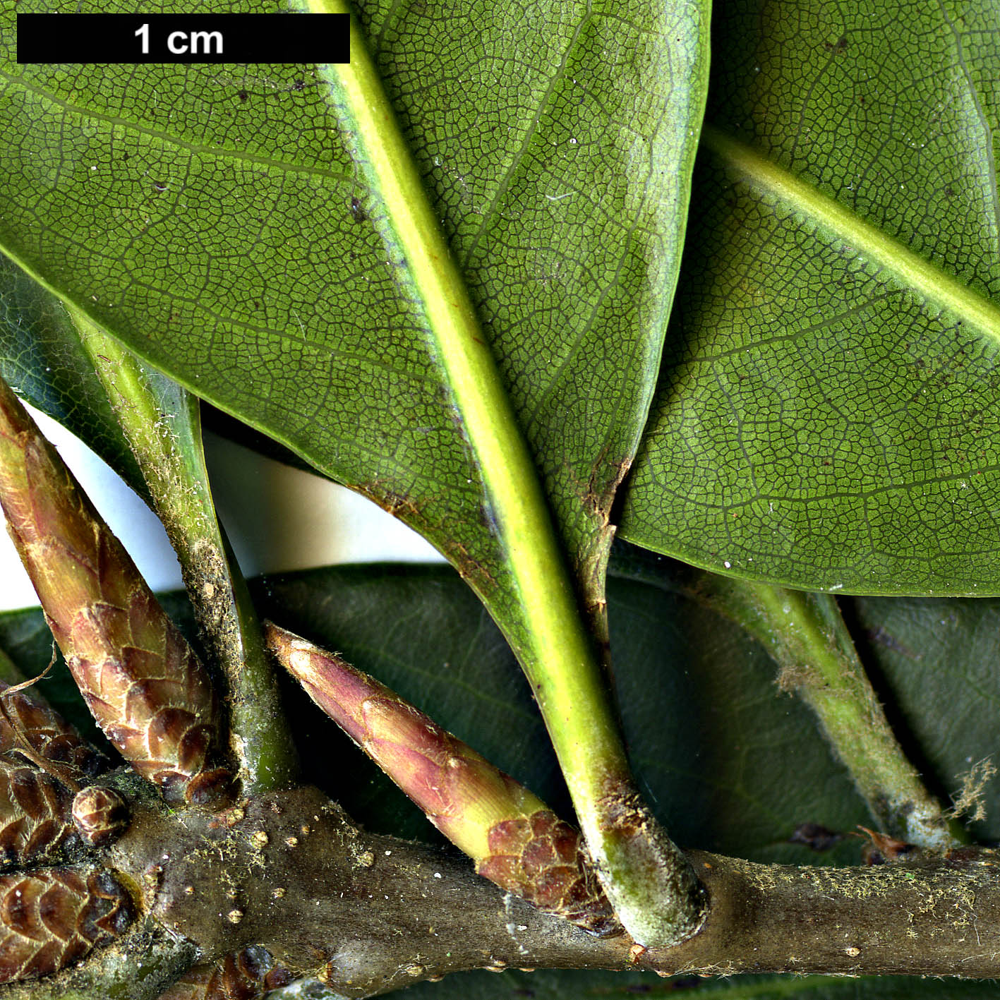 High resolution image: Family: Fagaceae - Genus: Quercus - Taxon: sessilifolia