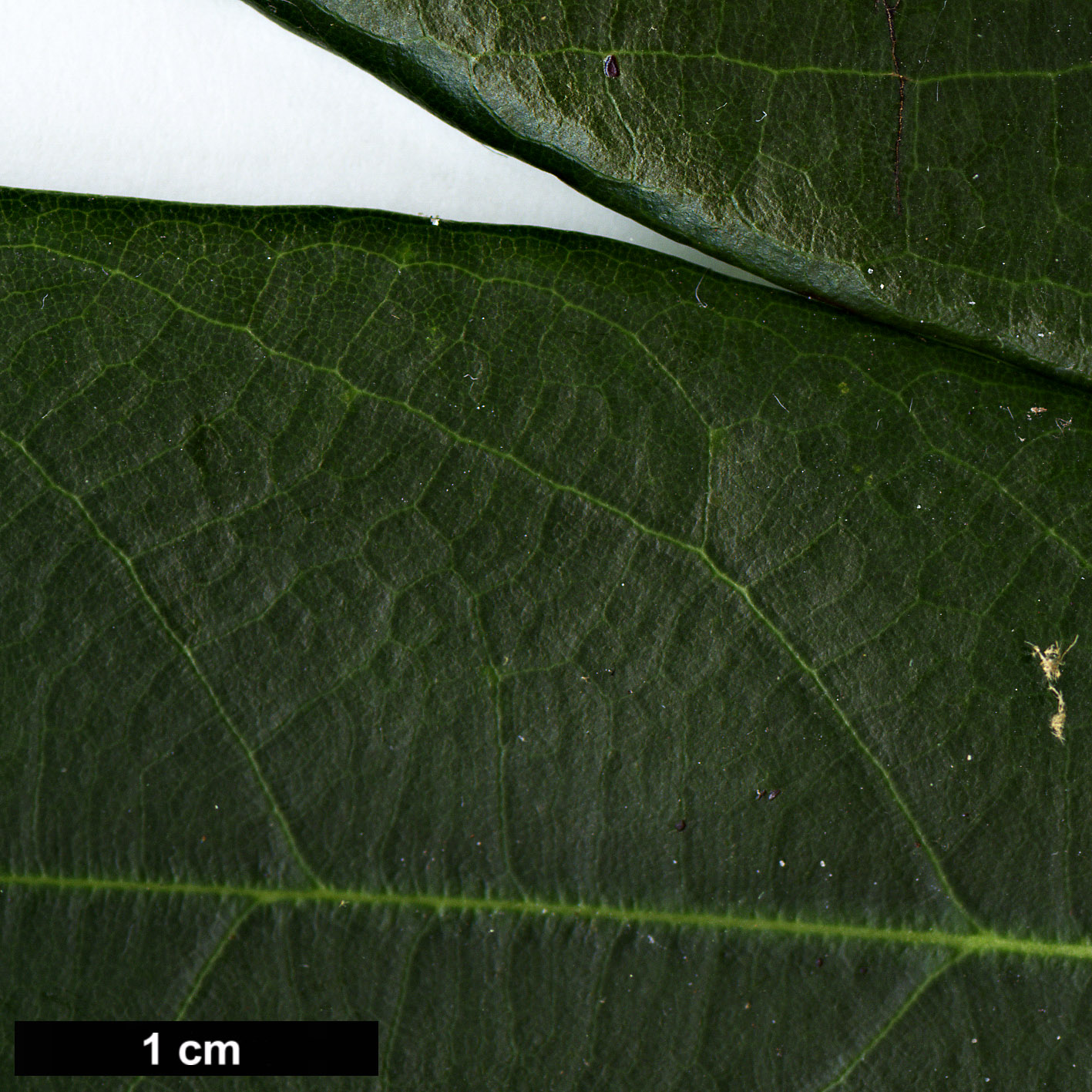 High resolution image: Family: Fagaceae - Genus: Quercus - Taxon: sessilifolia