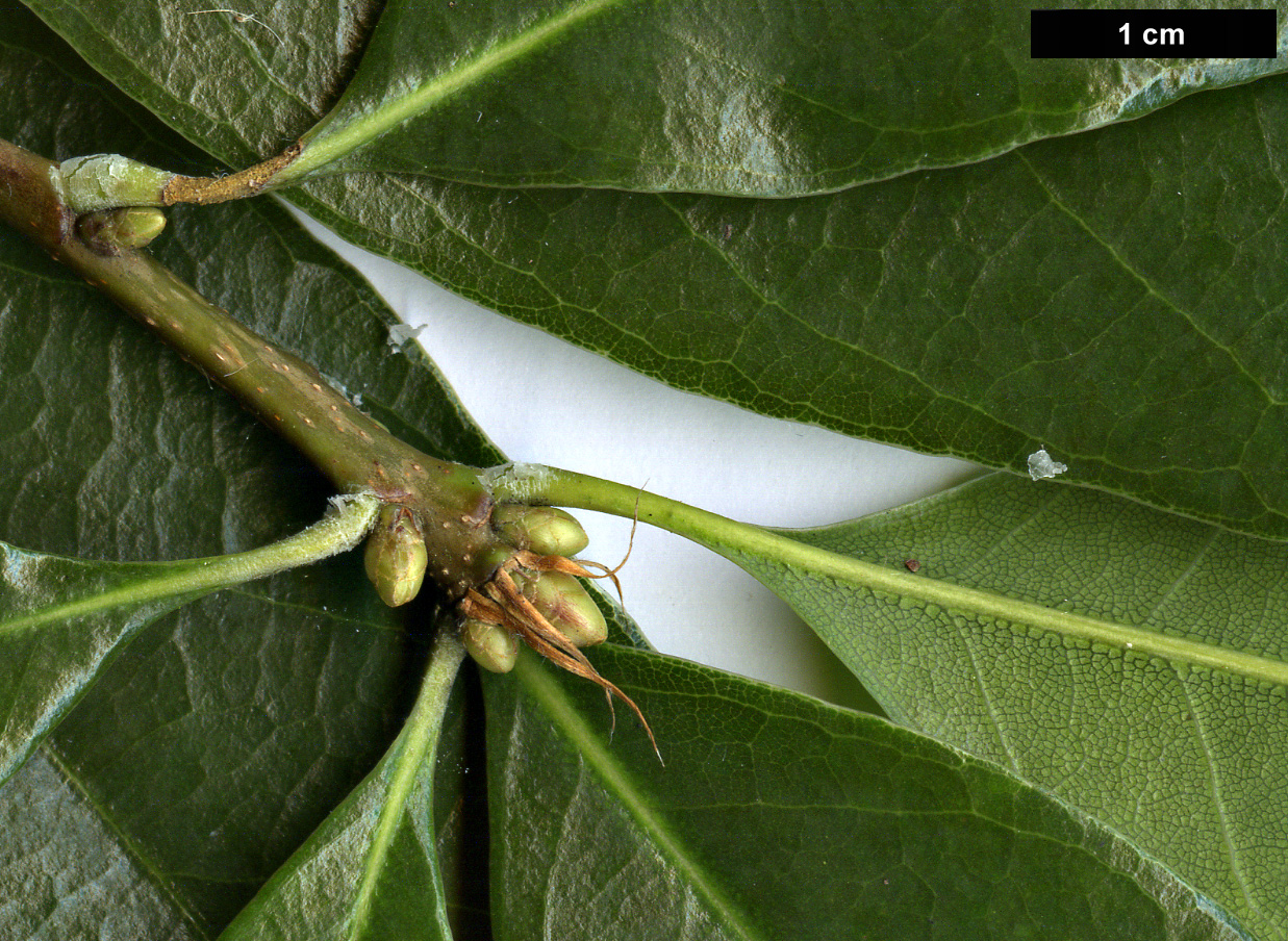 High resolution image: Family: Fagaceae - Genus: Quercus - Taxon: sessilifolia