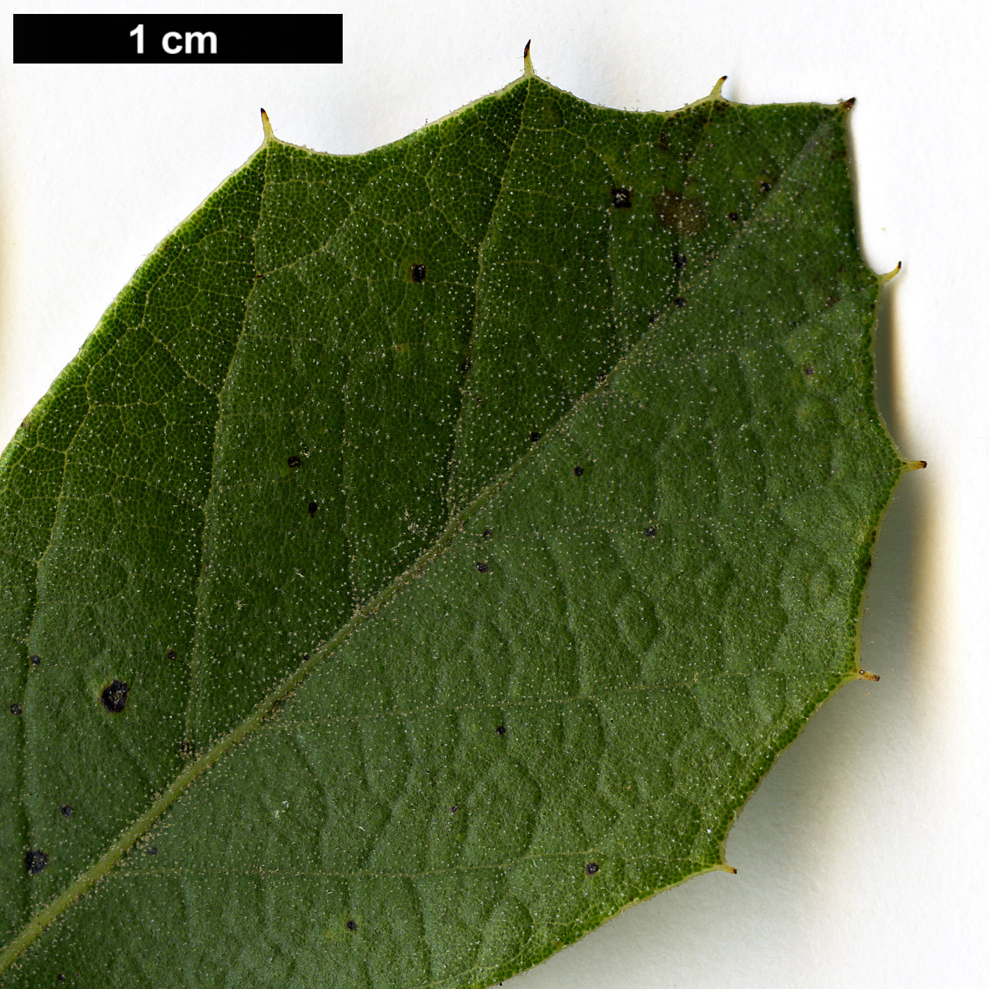 High resolution image: Family: Fagaceae - Genus: Quercus - Taxon: sideroxyla