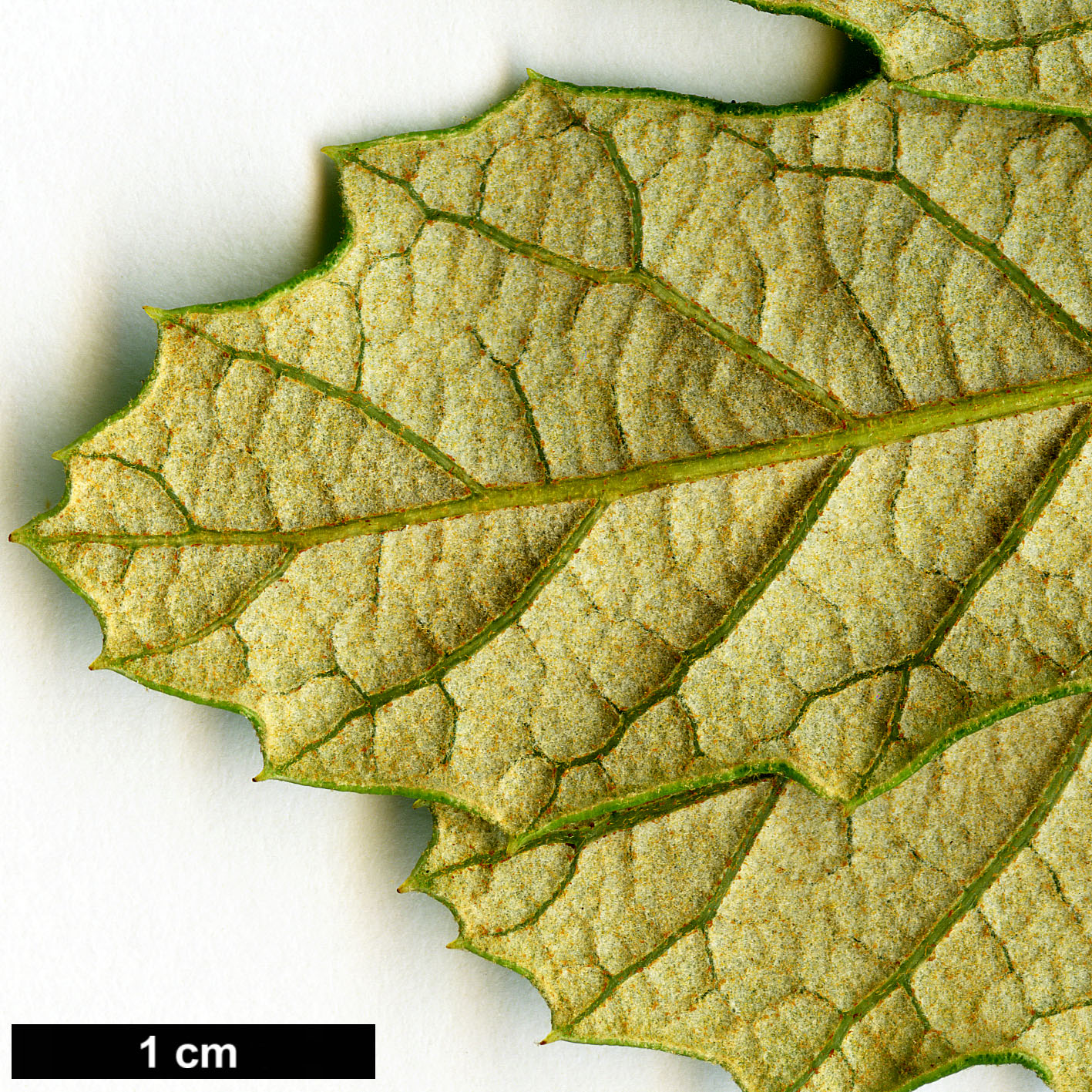 High resolution image: Family: Fagaceae - Genus: Quercus - Taxon: sideroxyla