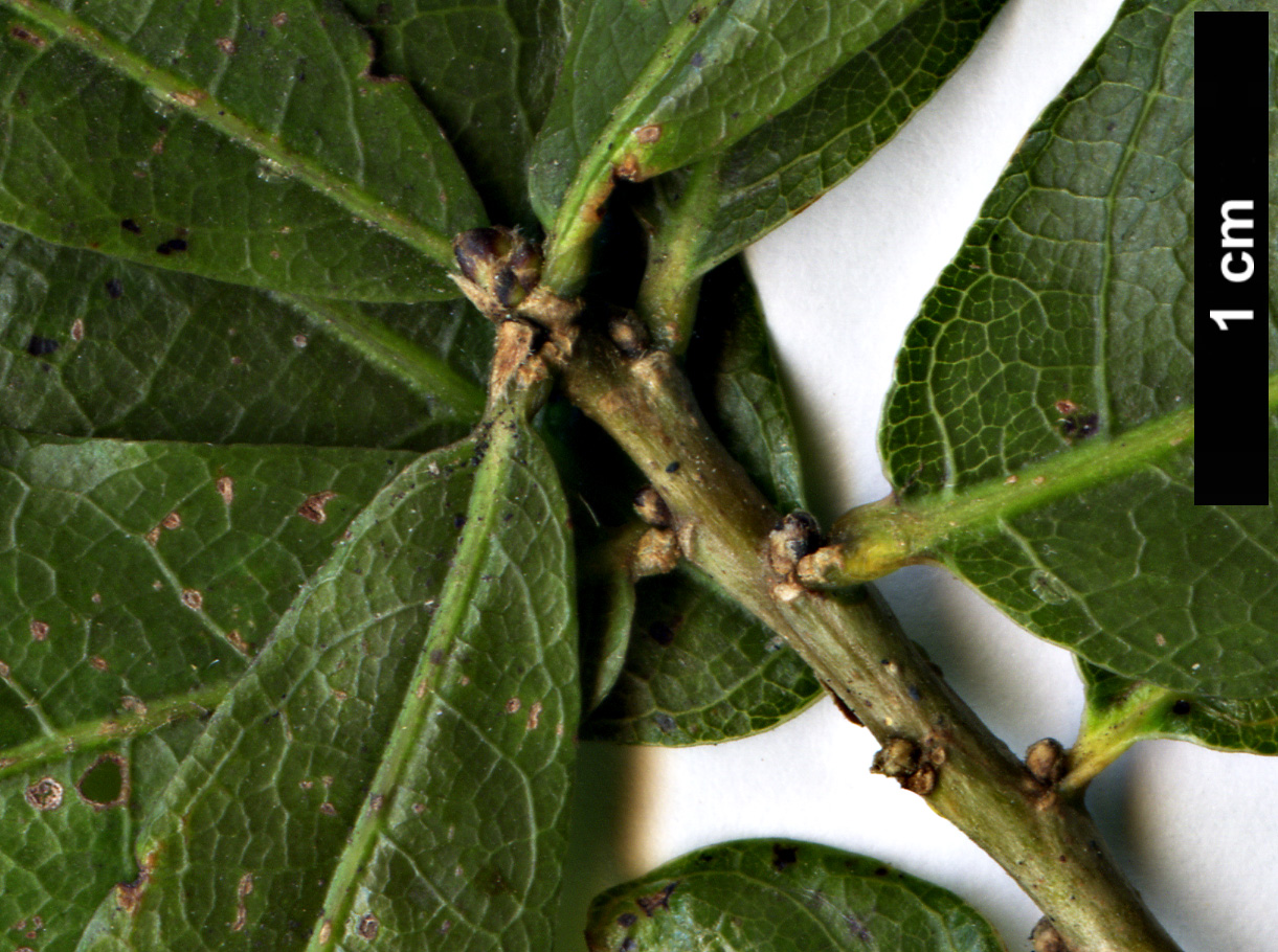 High resolution image: Family: Fagaceae - Genus: Quercus - Taxon: sinuata