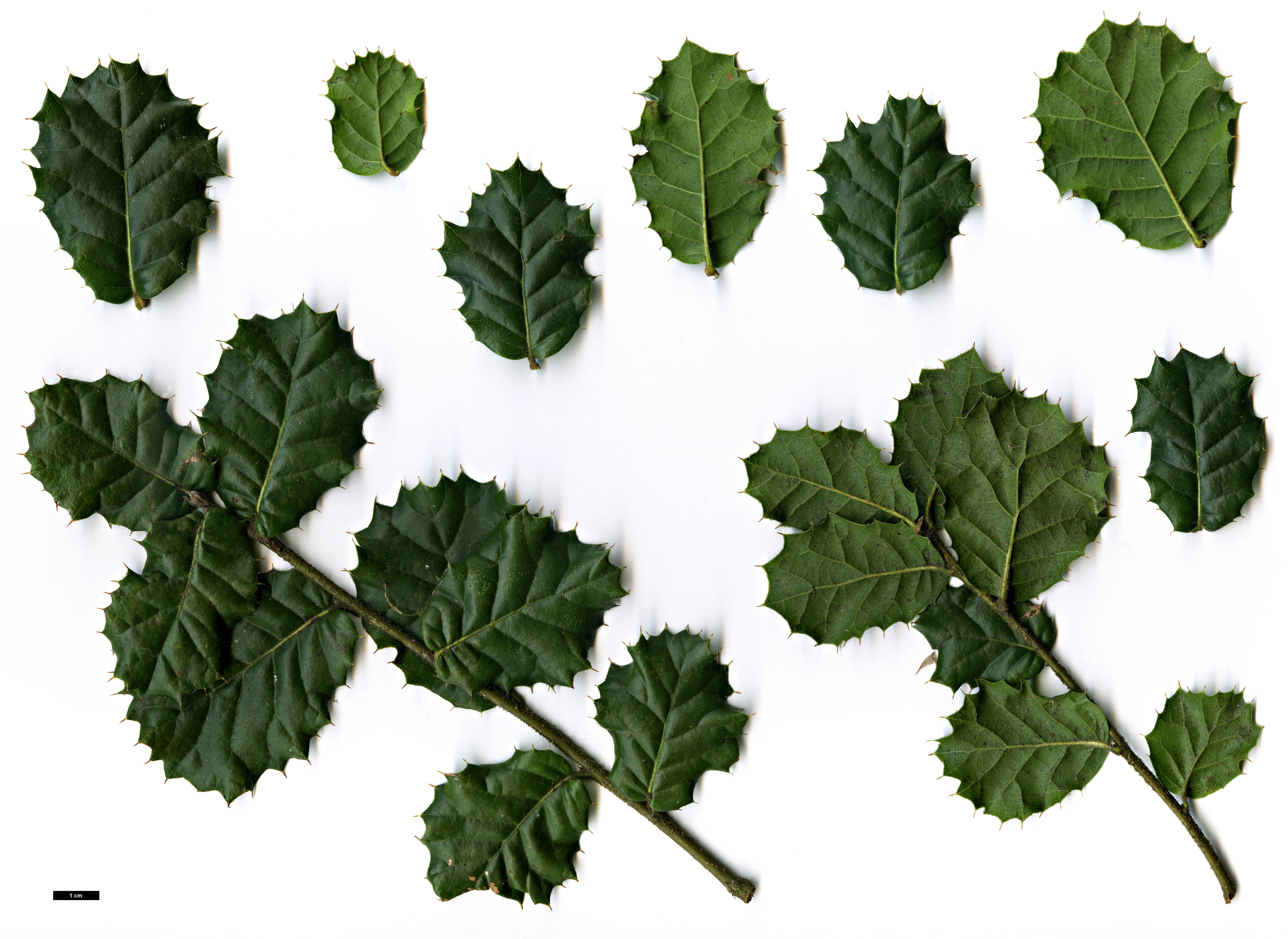 High resolution image: Family: Fagaceae - Genus: Quercus - Taxon: spinosa