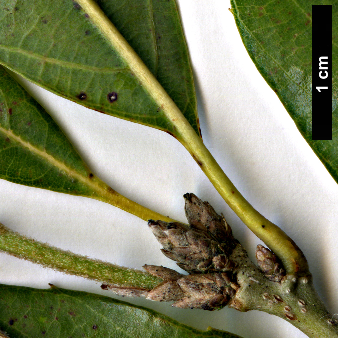 High resolution image: Family: Fagaceae - Genus: Quercus - Taxon: stenophylloides