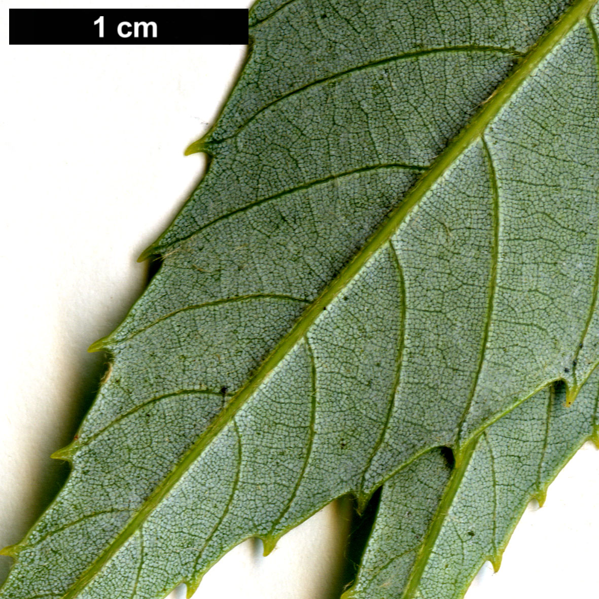 High resolution image: Family: Fagaceae - Genus: Quercus - Taxon: stenophylloides