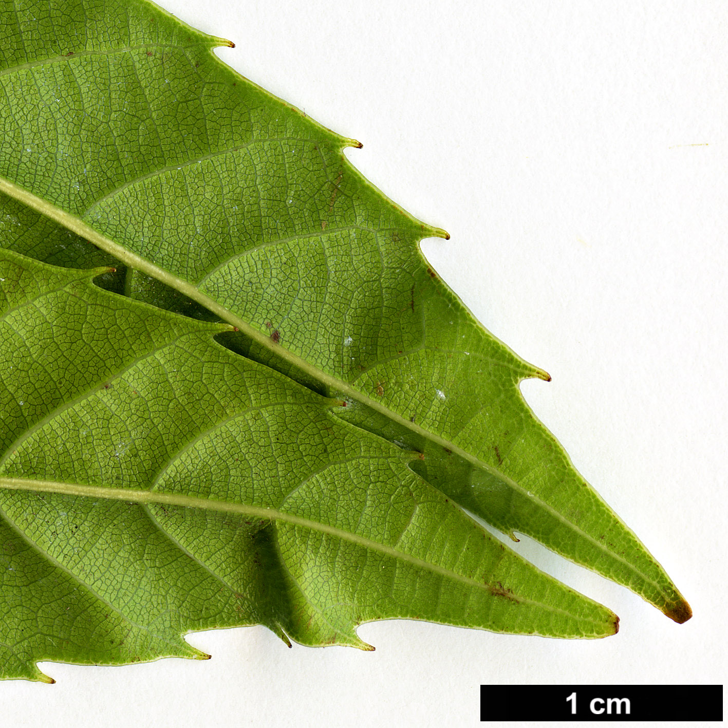 High resolution image: Family: Fagaceae - Genus: Quercus - Taxon: tatakaensis