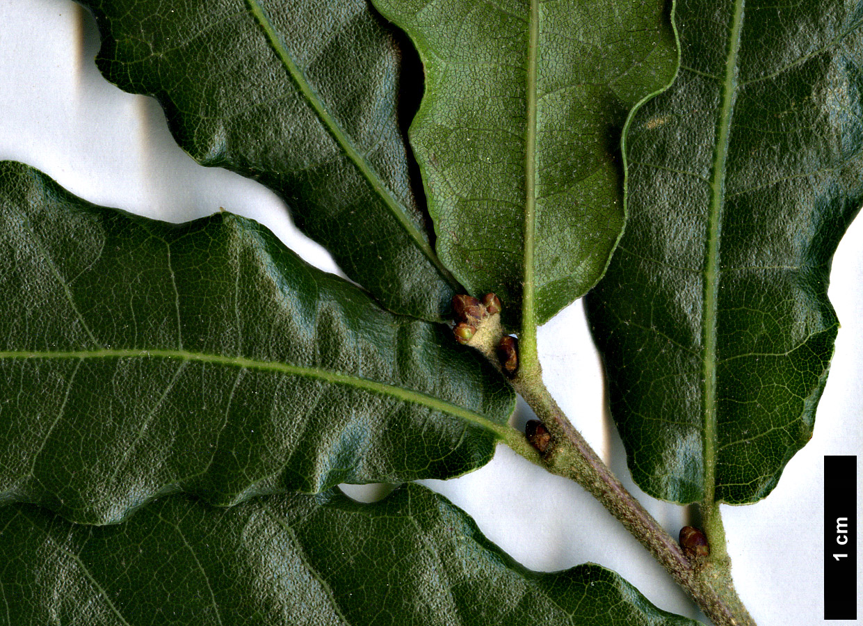 High resolution image: Family: Fagaceae - Genus: Quercus - Taxon: tinkhamii