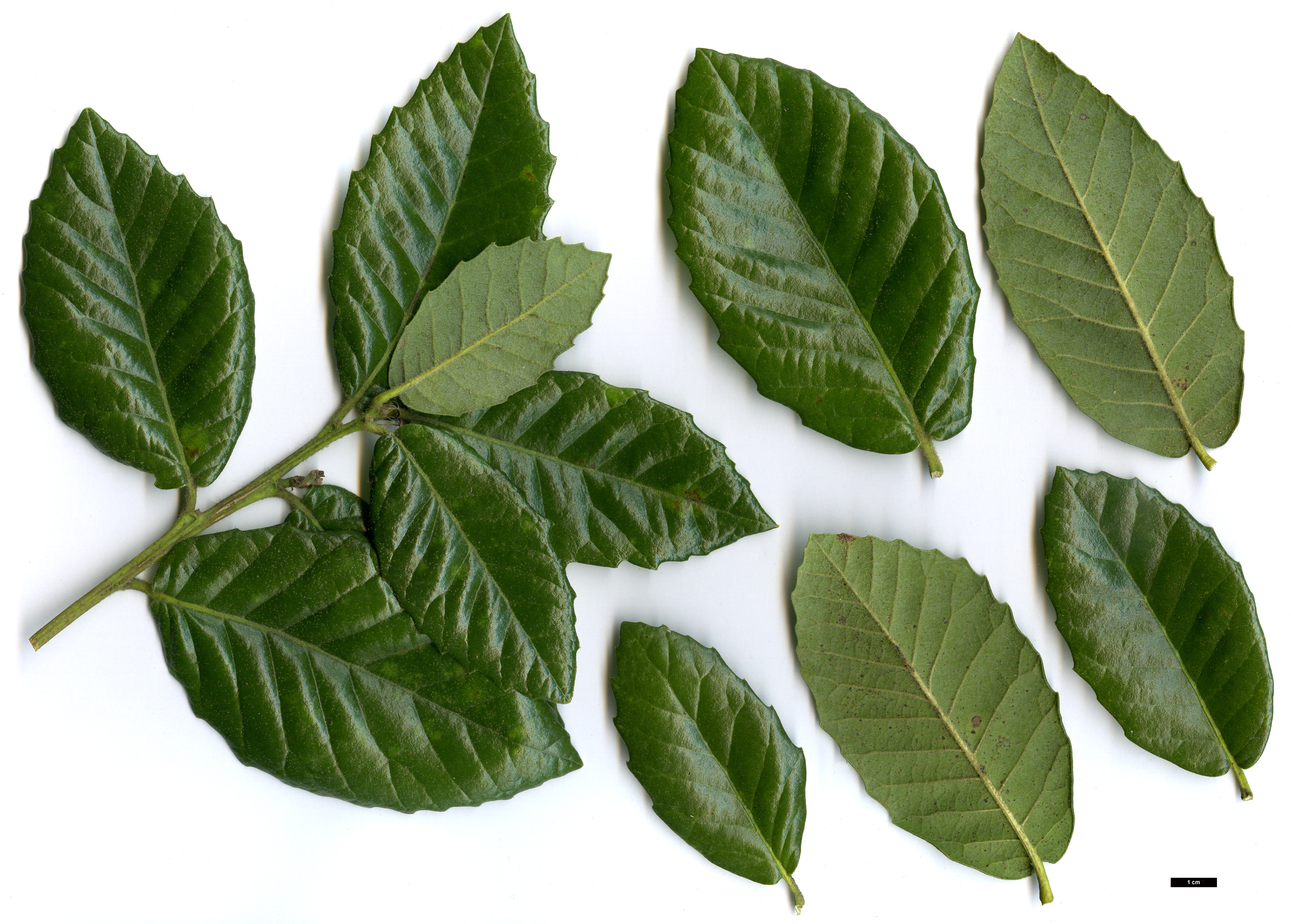 High resolution image: Family: Fagaceae - Genus: Quercus - Taxon: tomentella