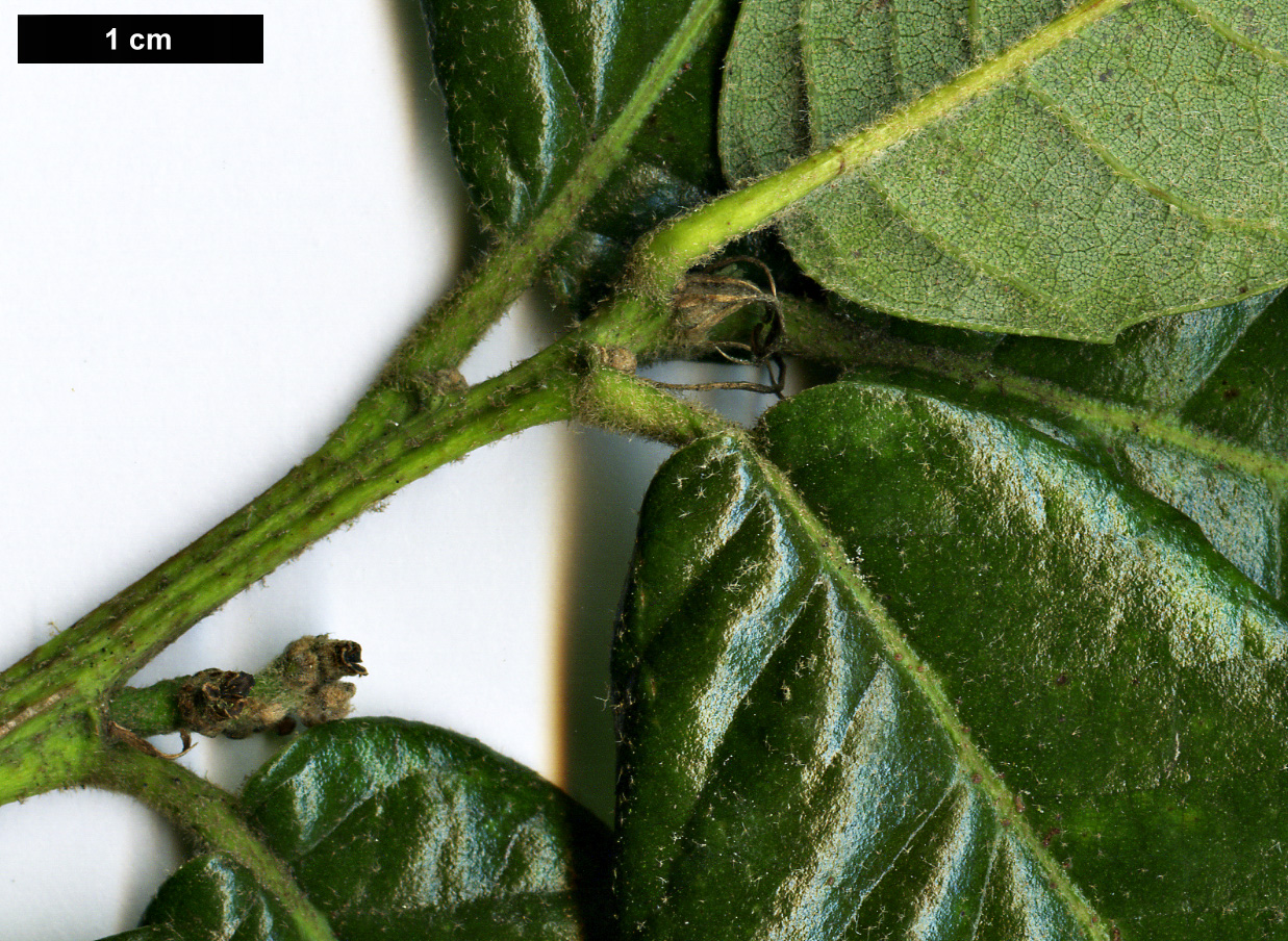 High resolution image: Family: Fagaceae - Genus: Quercus - Taxon: tomentella