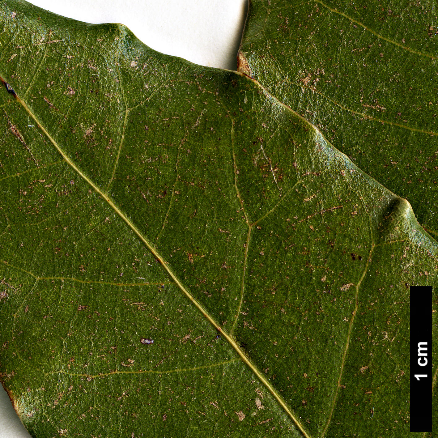 High resolution image: Family: Fagaceae - Genus: Quercus - Taxon: trinitatis