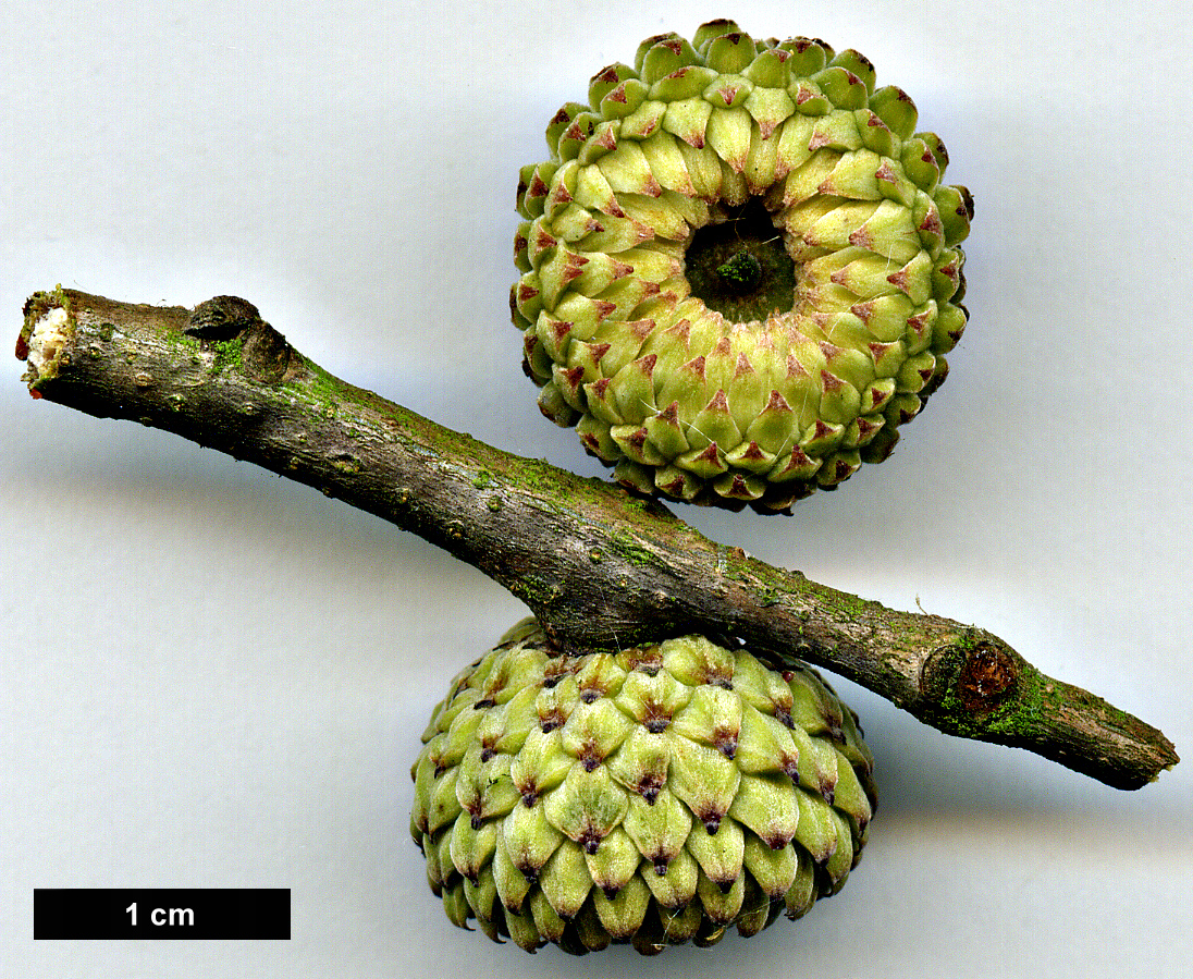 High resolution image: Family: Fagaceae - Genus: Quercus - Taxon: trojana - SpeciesSub: 'Fragno'