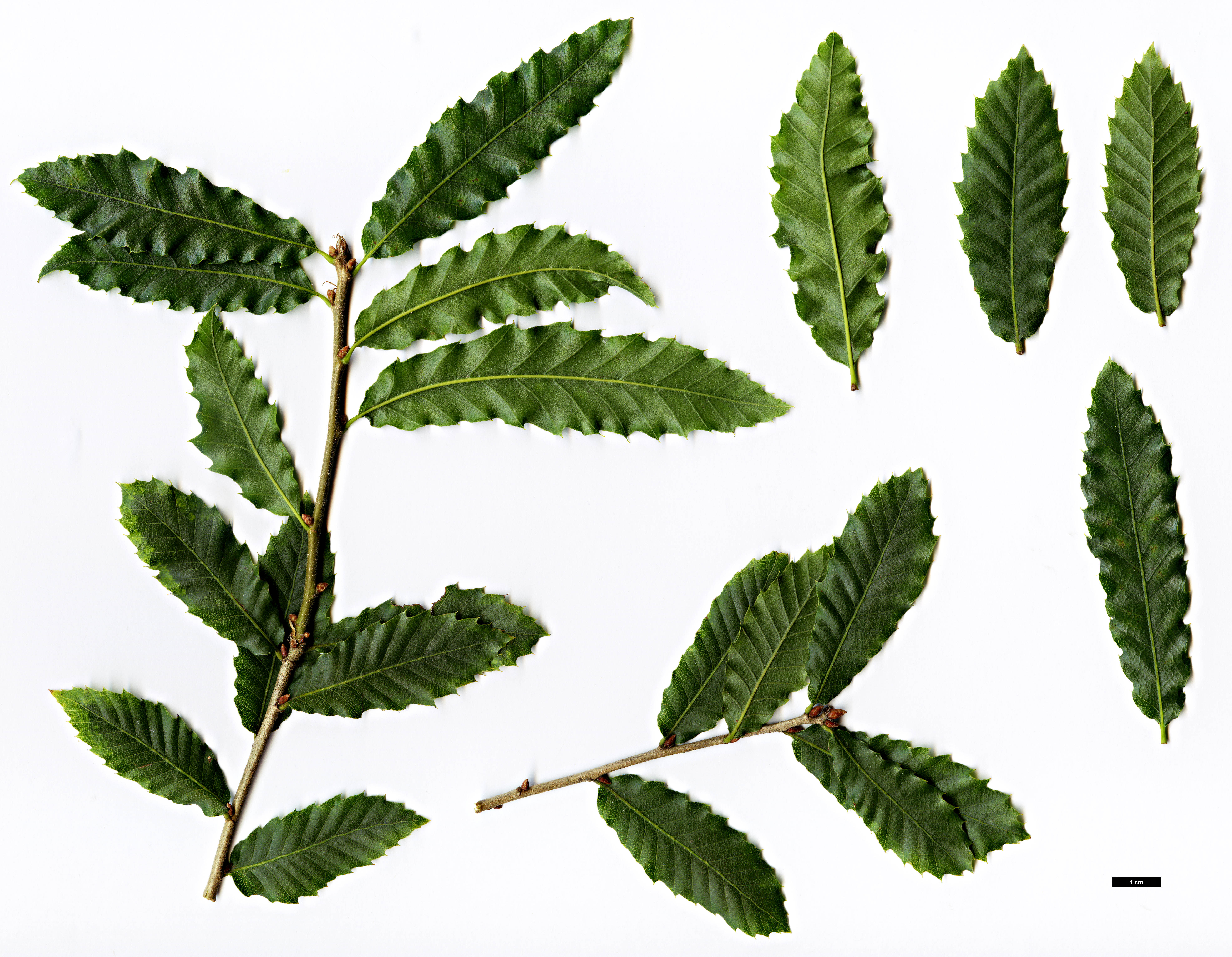 High resolution image: Family: Fagaceae - Genus: Quercus - Taxon: trojana