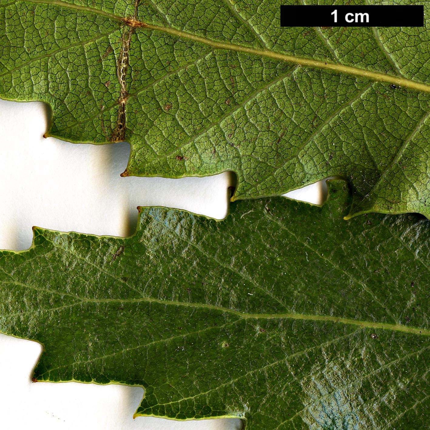High resolution image: Family: Fagaceae - Genus: Quercus - Taxon: trojana