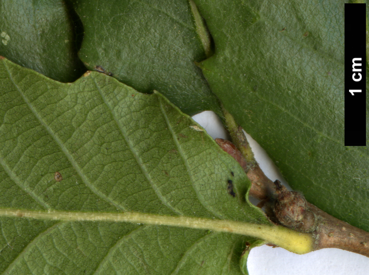 High resolution image: Family: Fagaceae - Genus: Quercus - Taxon: trojana