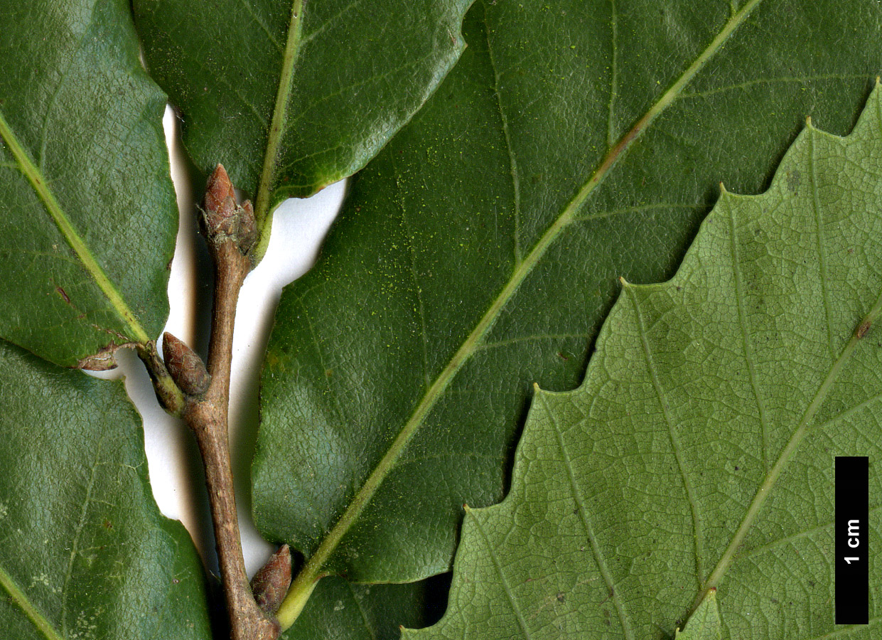 High resolution image: Family: Fagaceae - Genus: Quercus - Taxon: trojana