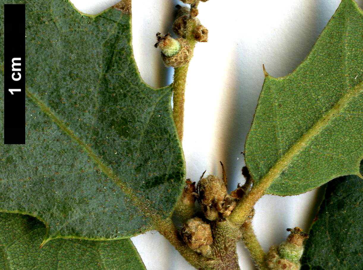 High resolution image: Family: Fagaceae - Genus: Quercus - Taxon: turbinella