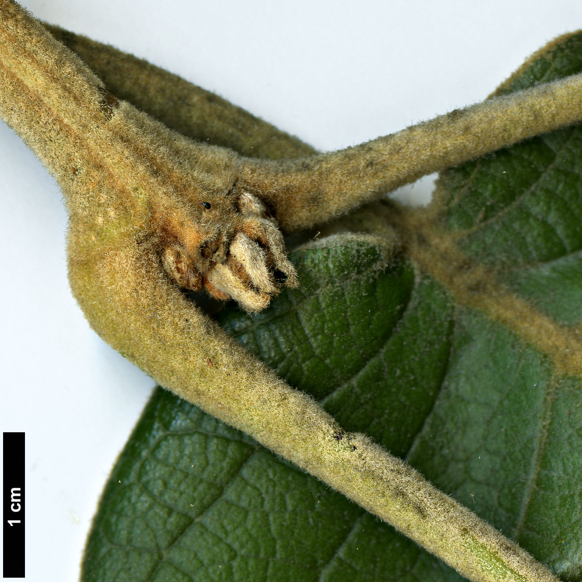 High resolution image: Family: Fagaceae - Genus: Quercus - Taxon: urbanii