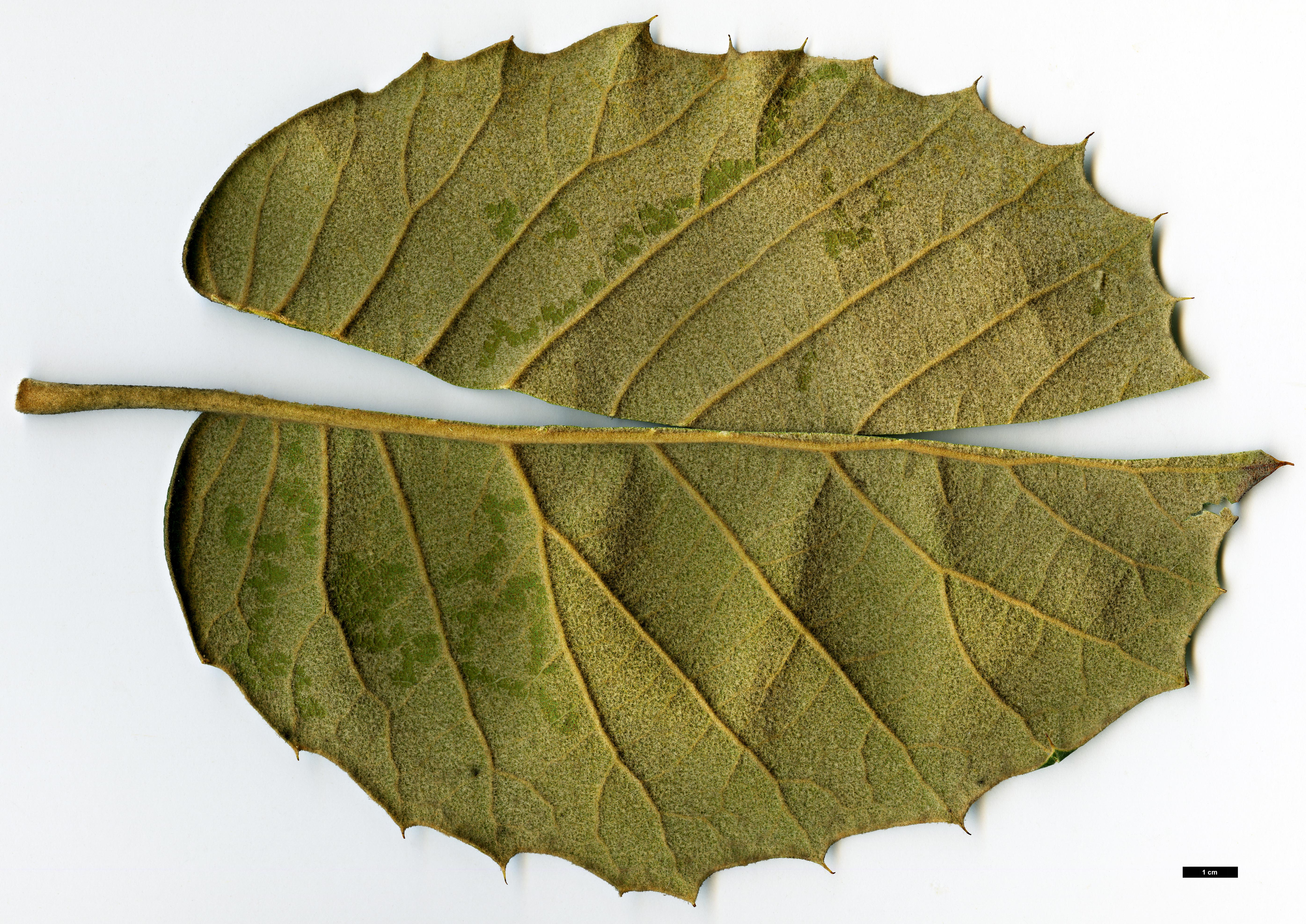 High resolution image: Family: Fagaceae - Genus: Quercus - Taxon: urbanii