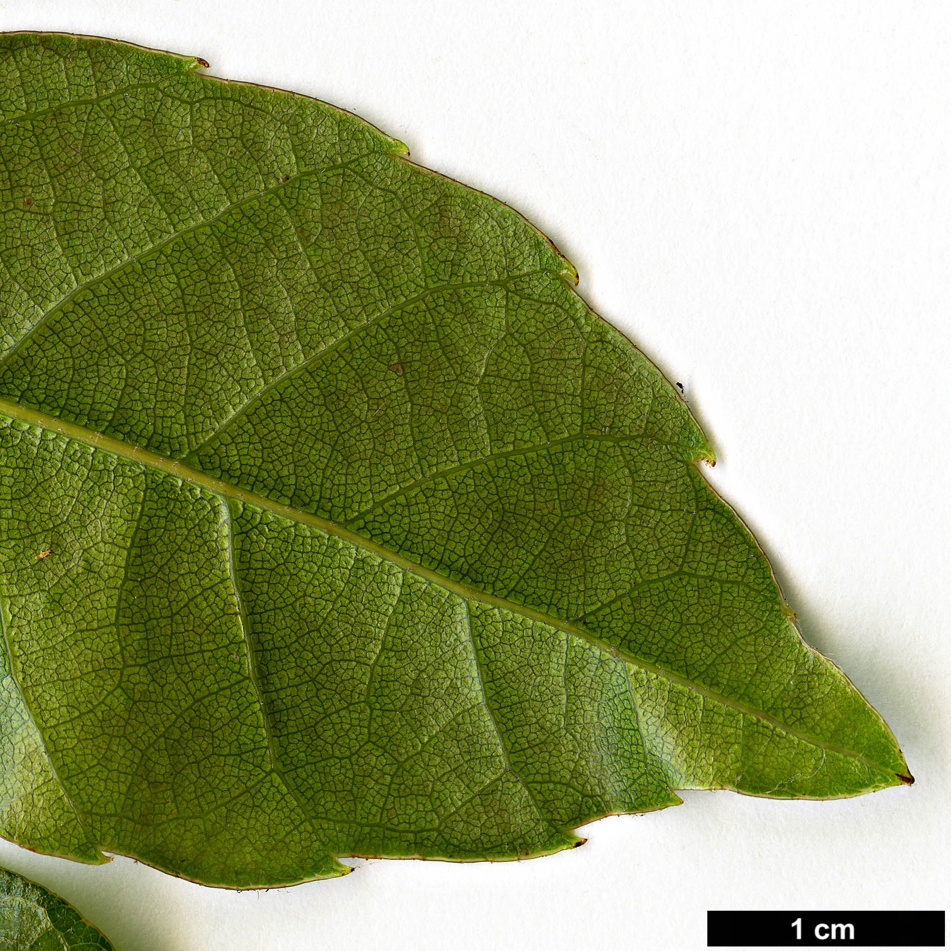 High resolution image: Family: Fagaceae - Genus: Quercus - Taxon: utilis