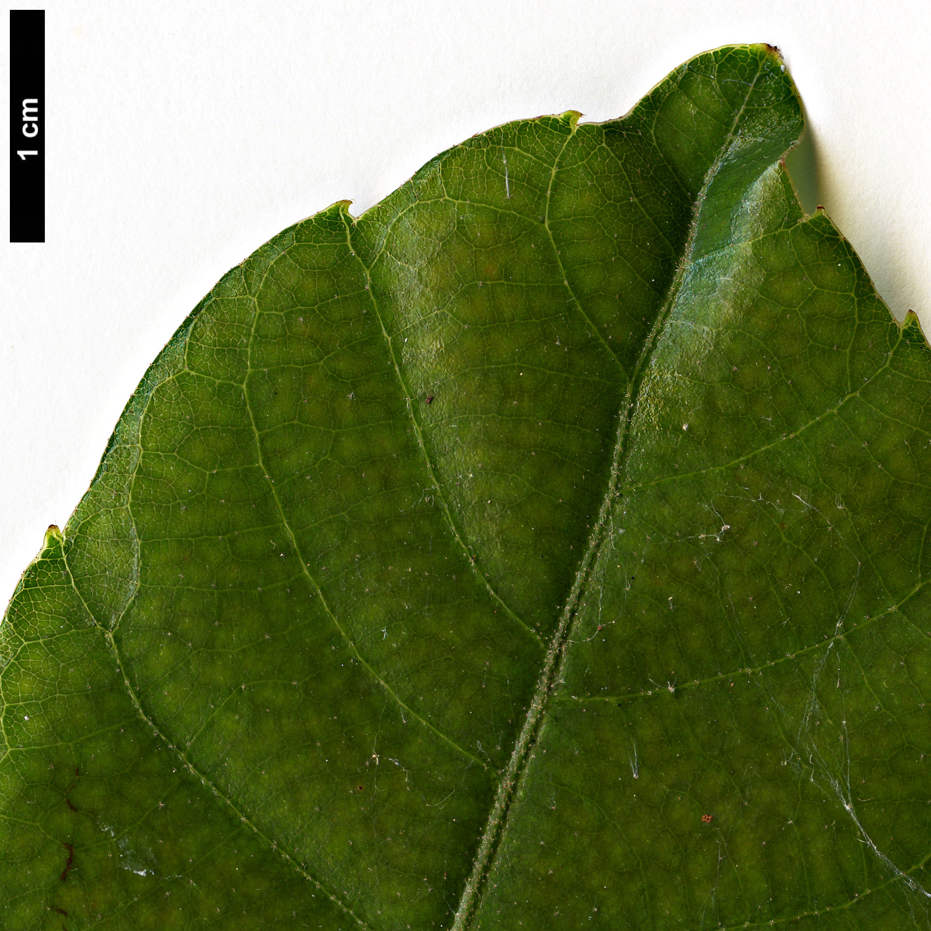 High resolution image: Family: Fagaceae - Genus: Quercus - Taxon: utilis