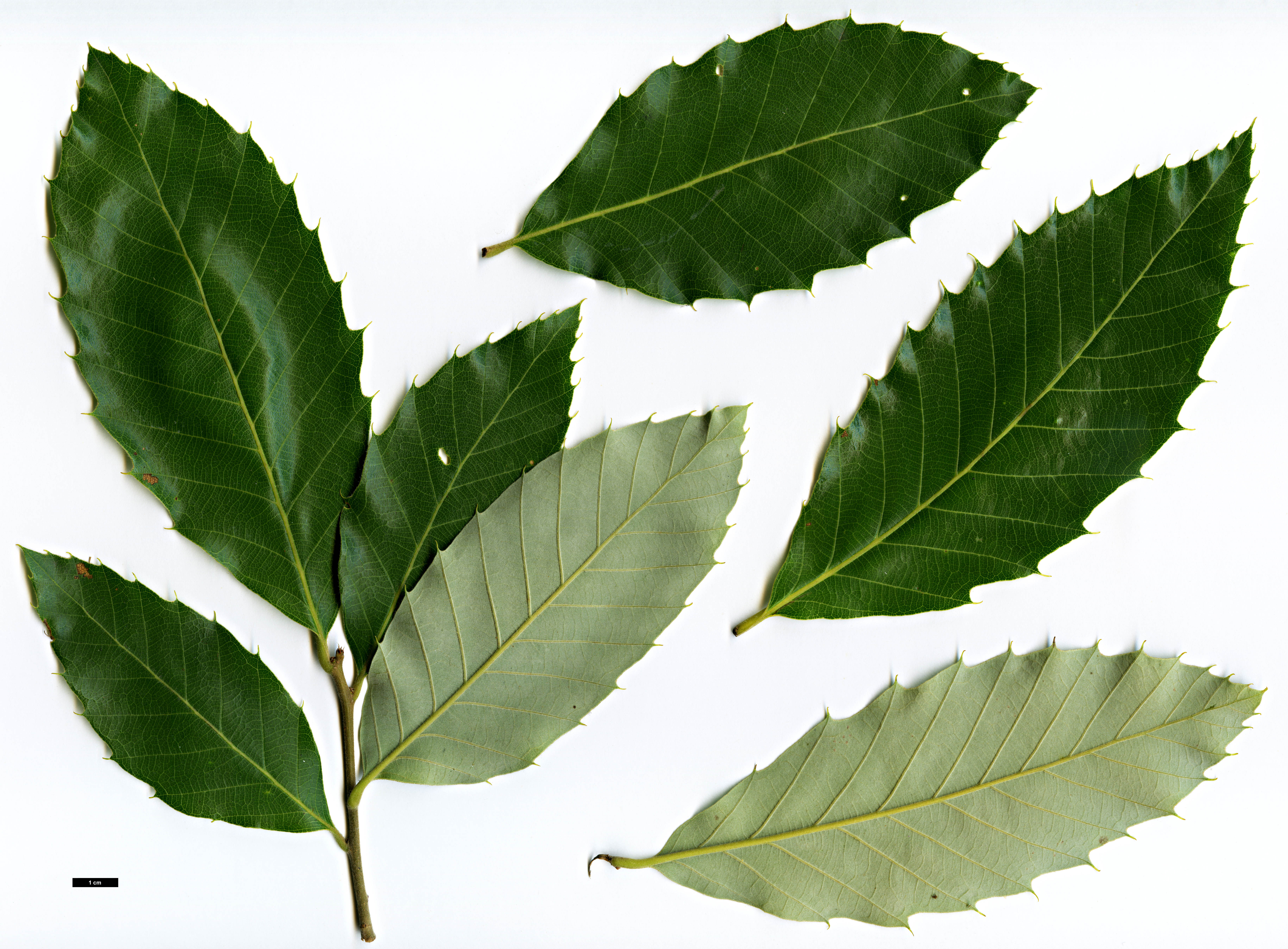 High resolution image: Family: Fagaceae - Genus: Quercus - Taxon: variabilis