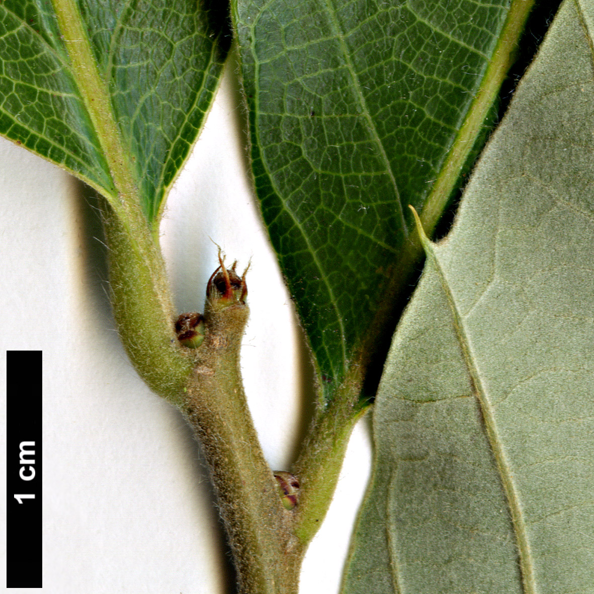 High resolution image: Family: Fagaceae - Genus: Quercus - Taxon: variabilis