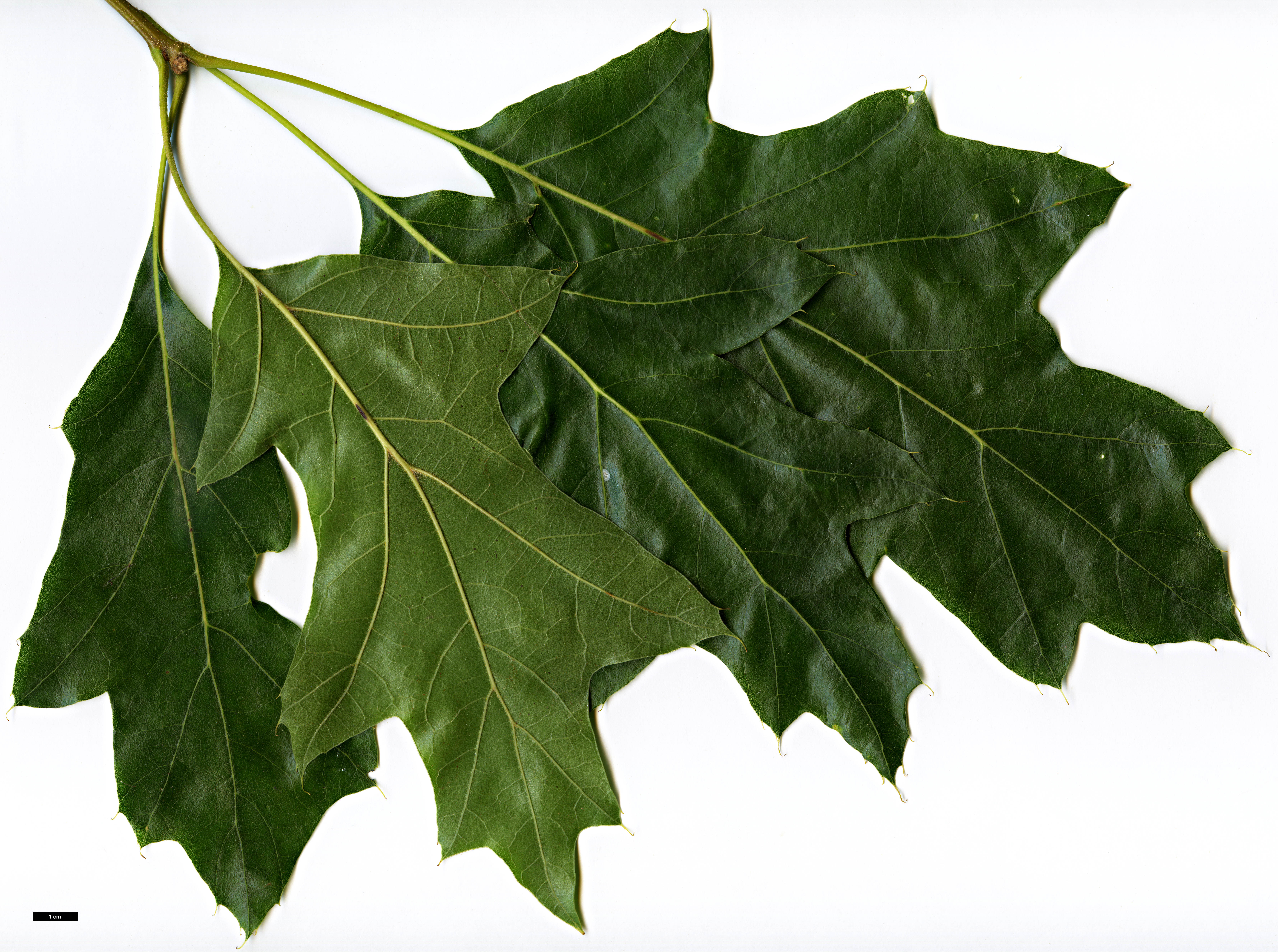 High resolution image: Family: Fagaceae - Genus: Quercus - Taxon: velutina - SpeciesSub: 'Magnifica'