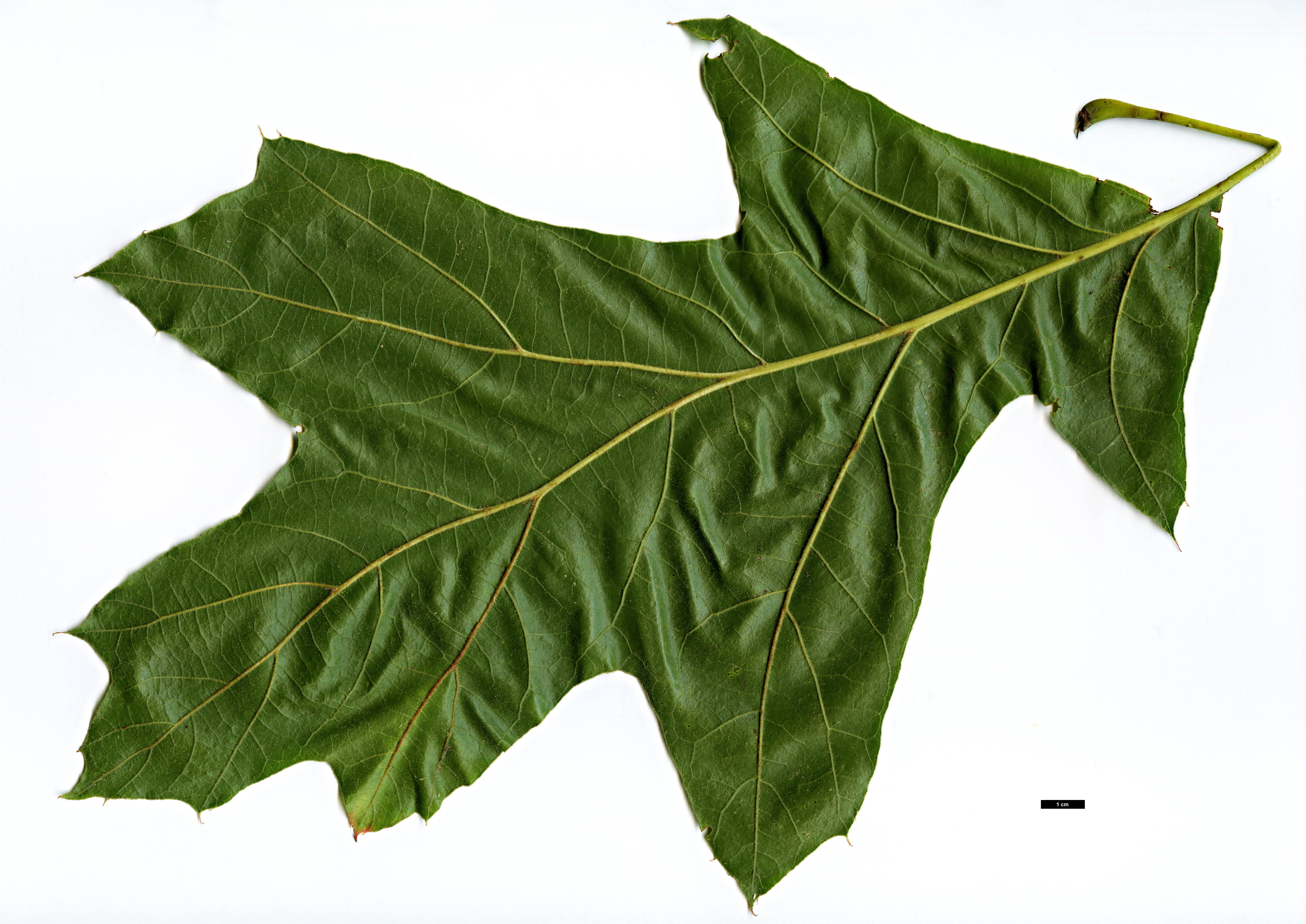 High resolution image: Family: Fagaceae - Genus: Quercus - Taxon: velutina - SpeciesSub: 'Rubrifolia'