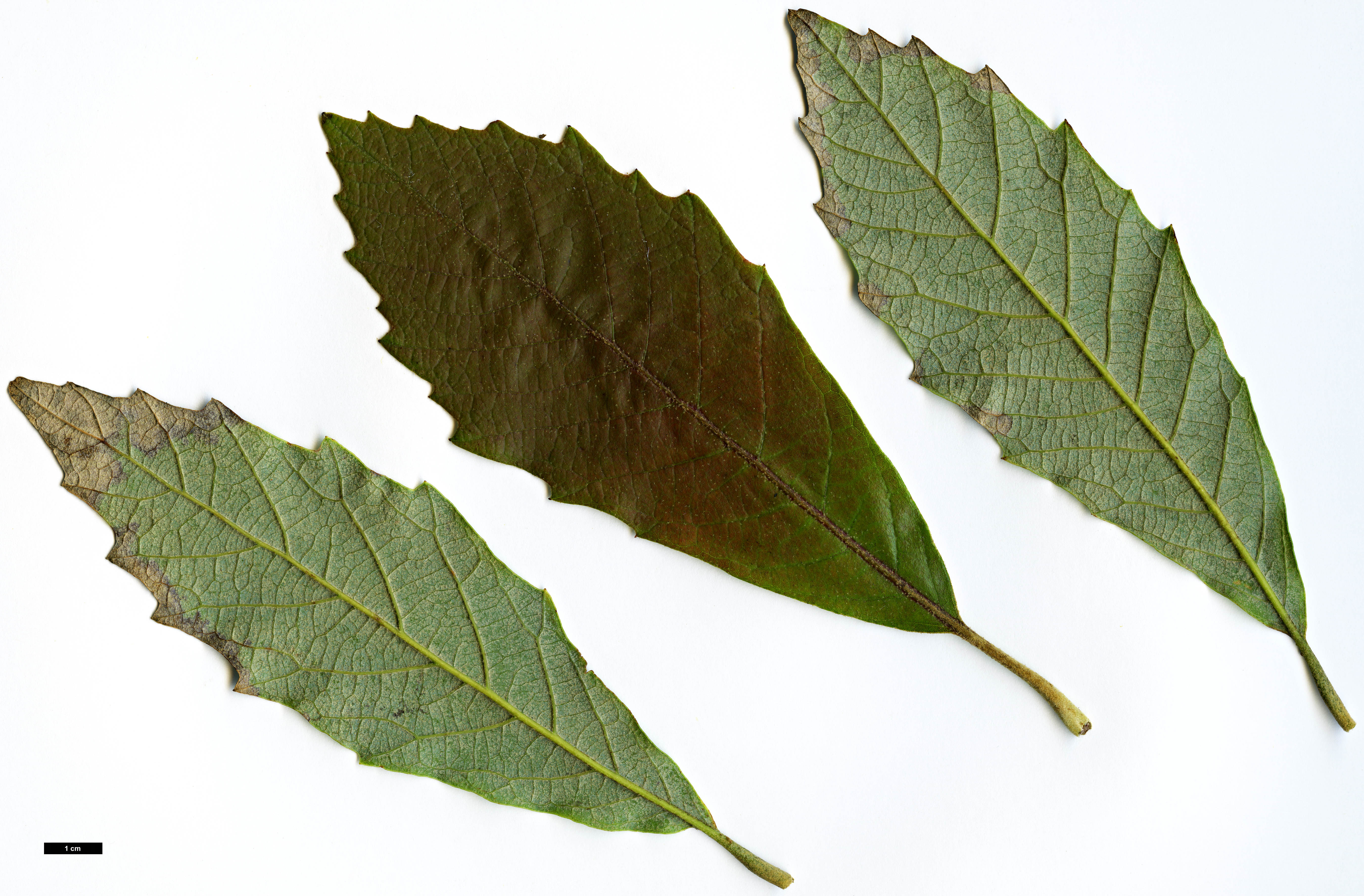 High resolution image: Family: Fagaceae - Genus: Quercus - Taxon: vicentensis