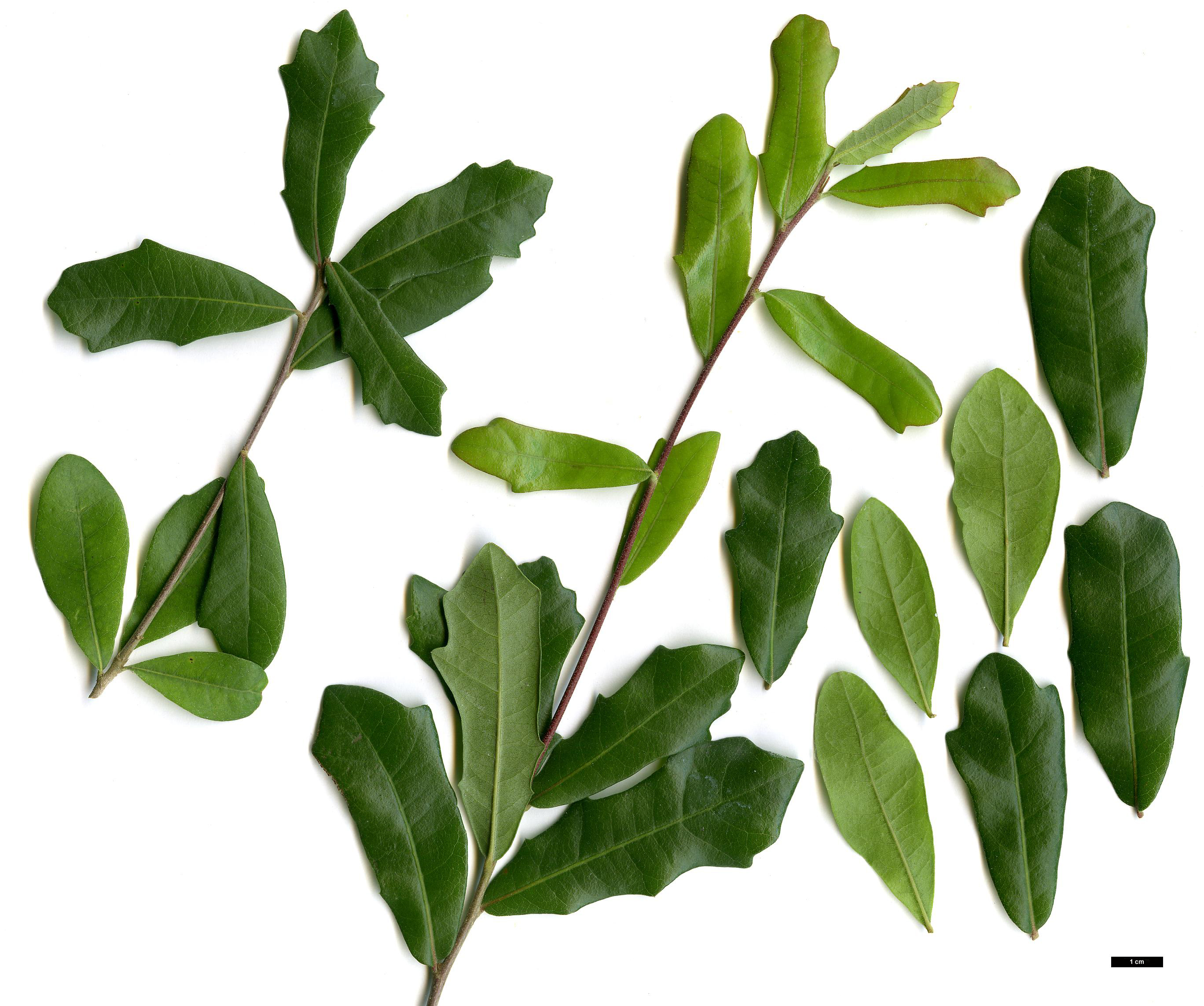 High resolution image: Family: Fagaceae - Genus: Quercus - Taxon: virginiana High resolution image: Family: Fagaceae - Genus: Quercus - Taxon: virginiana