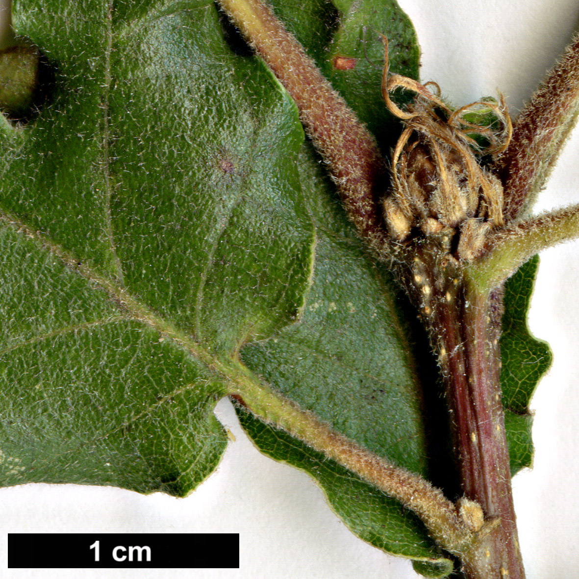 High resolution image: Family: Fagaceae - Genus: Quercus - Taxon: vulcanica