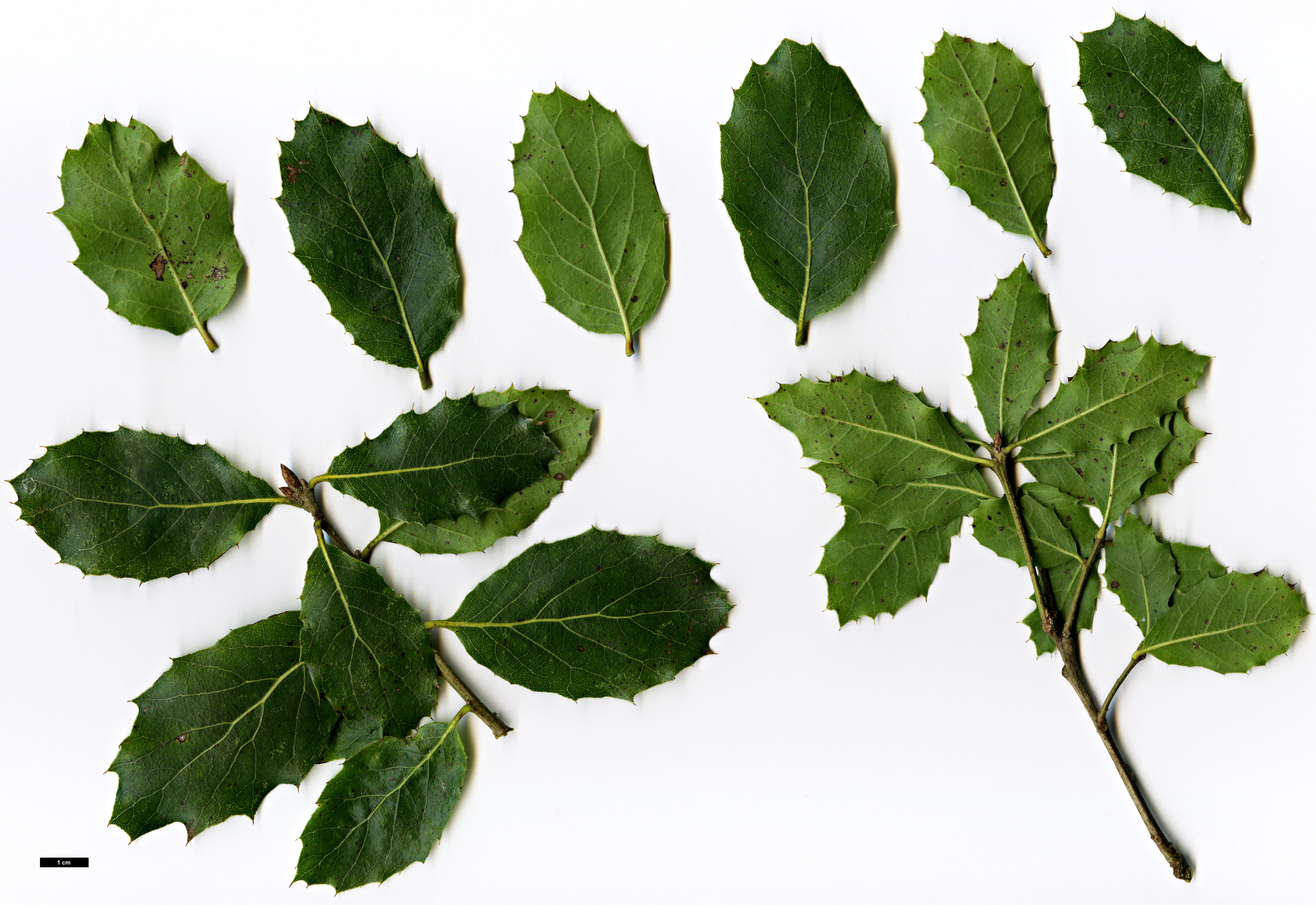 High resolution image: Family: Fagaceae - Genus: Quercus - Taxon: wislizeni