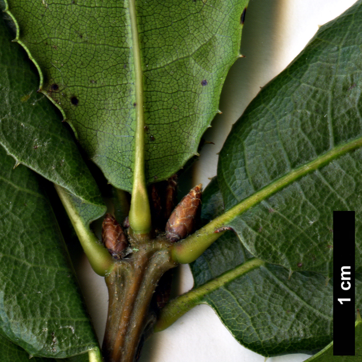 High resolution image: Family: Fagaceae - Genus: Quercus - Taxon: wislizeni