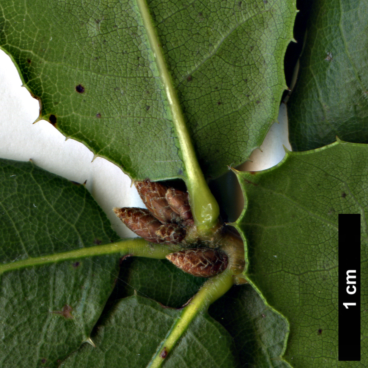 High resolution image: Family: Fagaceae - Genus: Quercus - Taxon: wislizeni