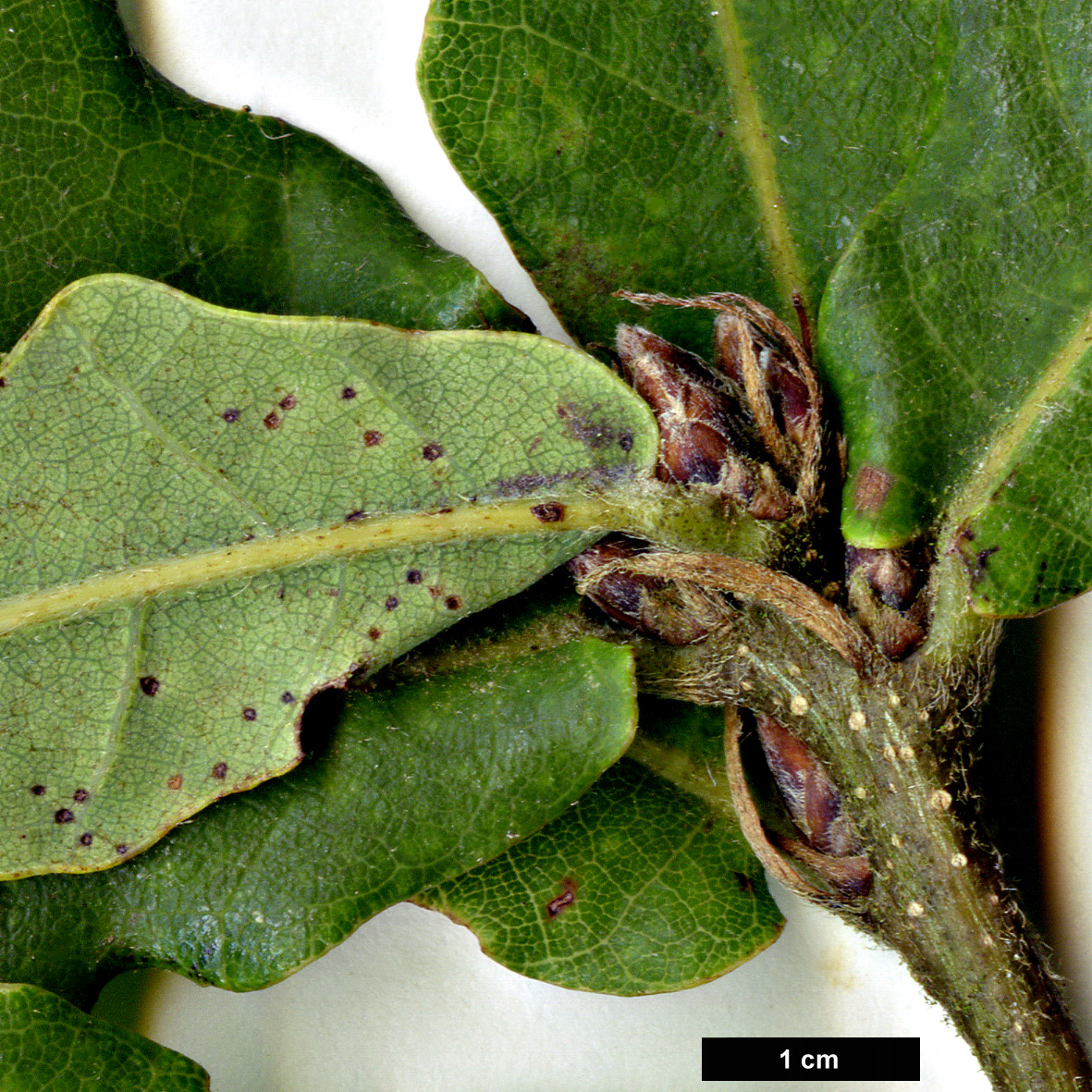 High resolution image: Family: Fagaceae - Genus: Quercus - Taxon: wutaishanica