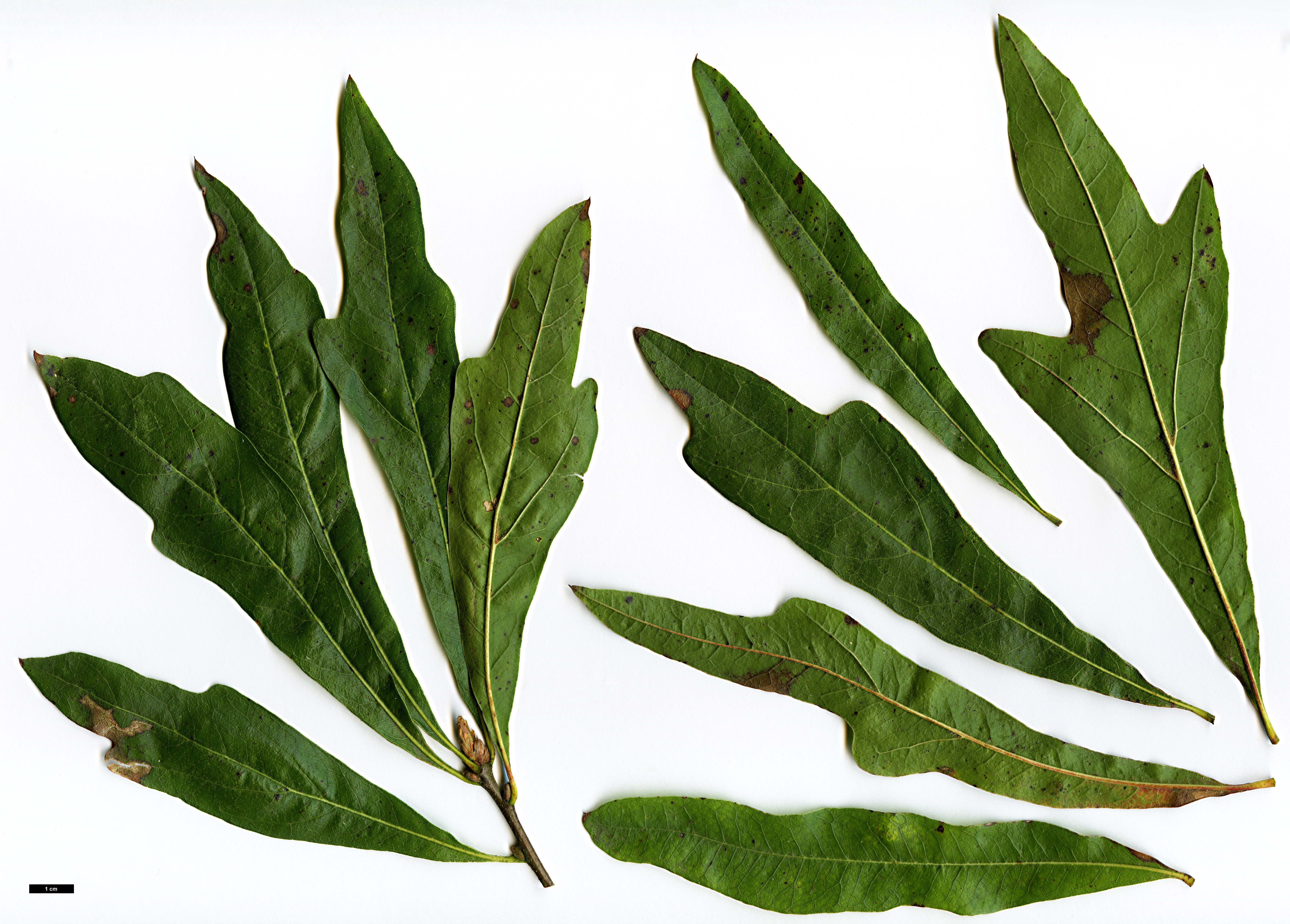 High resolution image: Family: Fagaceae - Genus: Quercus - Taxon: ×capesii (Q.nigra × Q.phellos)