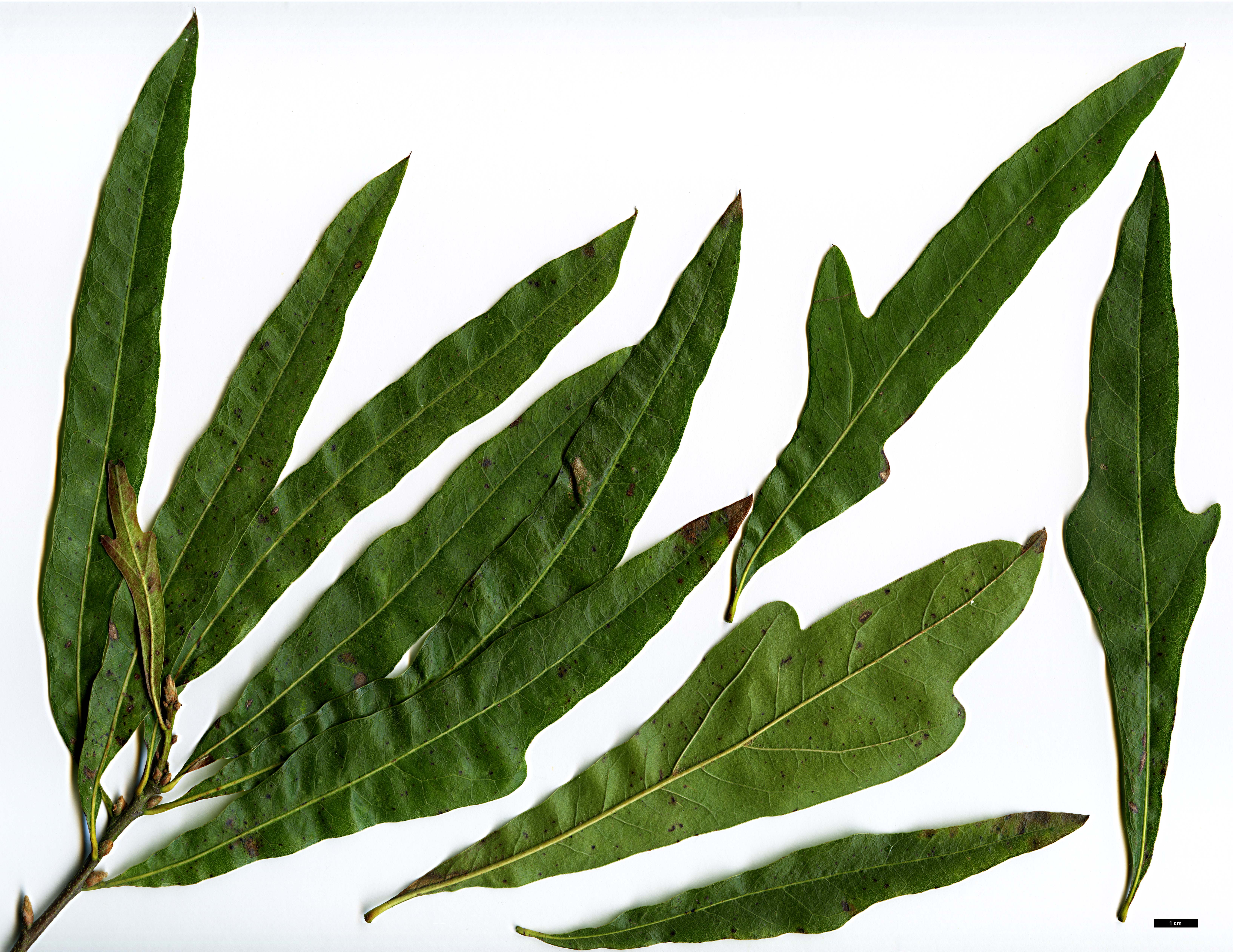 High resolution image: Family: Fagaceae - Genus: Quercus - Taxon: ×capesii (Q.nigra × Q.phellos) High resolution image: Family: Fagaceae - Genus: Quercus - Taxon: ×capesii (Q.nigra × Q.phellos)