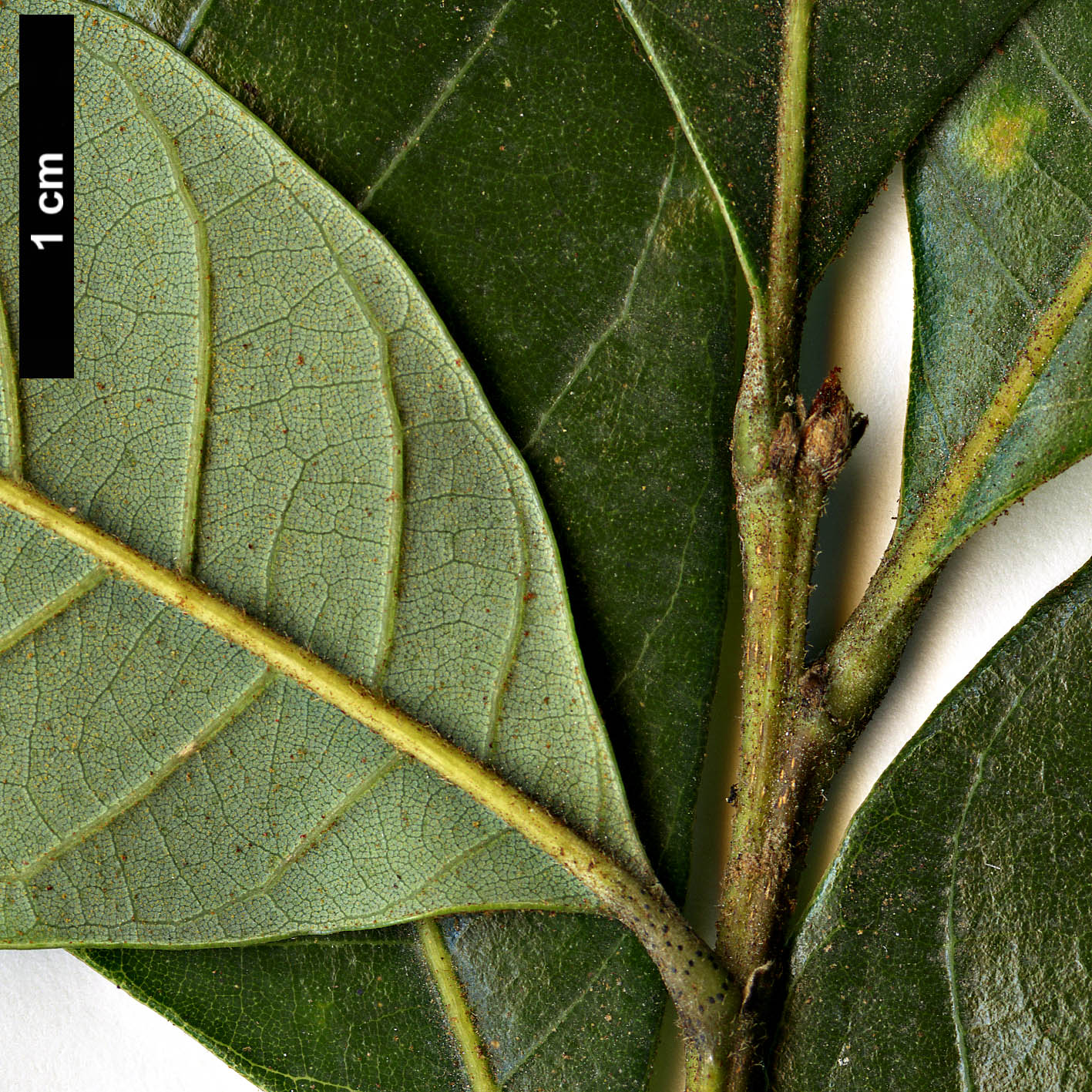 High resolution image: Family: Fagaceae - Genus: Trigonobalanus - Taxon: doichangensis