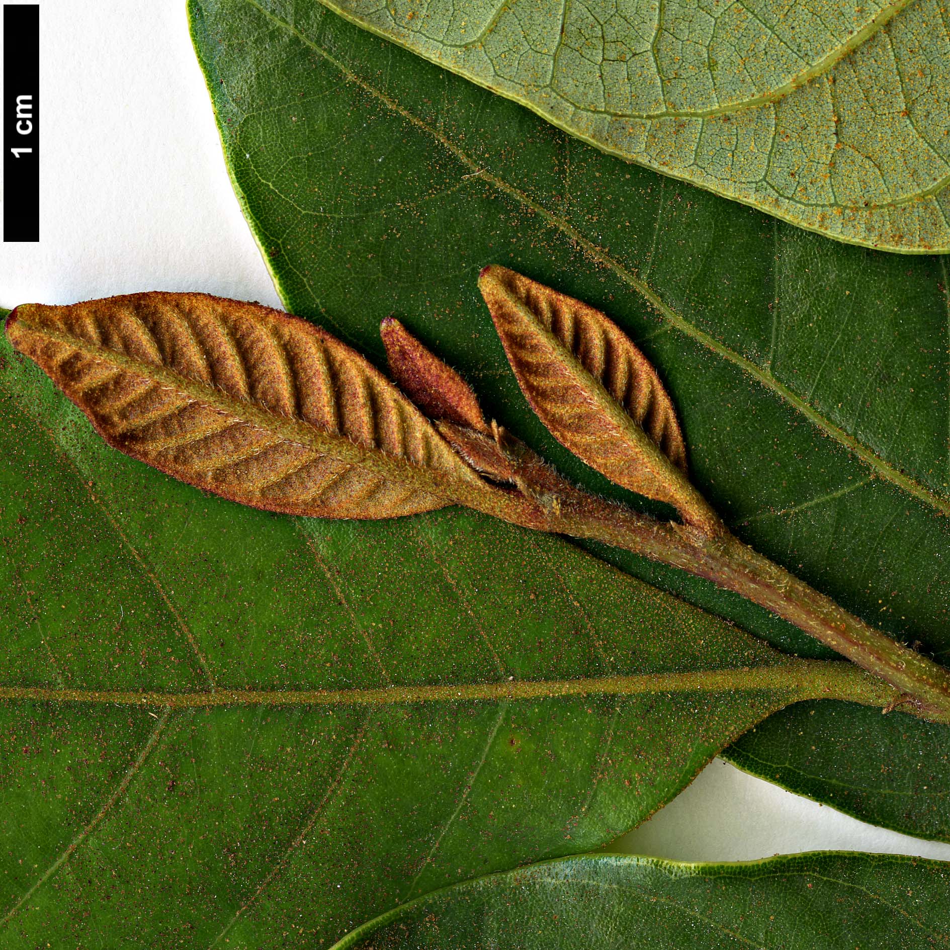 High resolution image: Family: Fagaceae - Genus: Trigonobalanus - Taxon: doichangensis