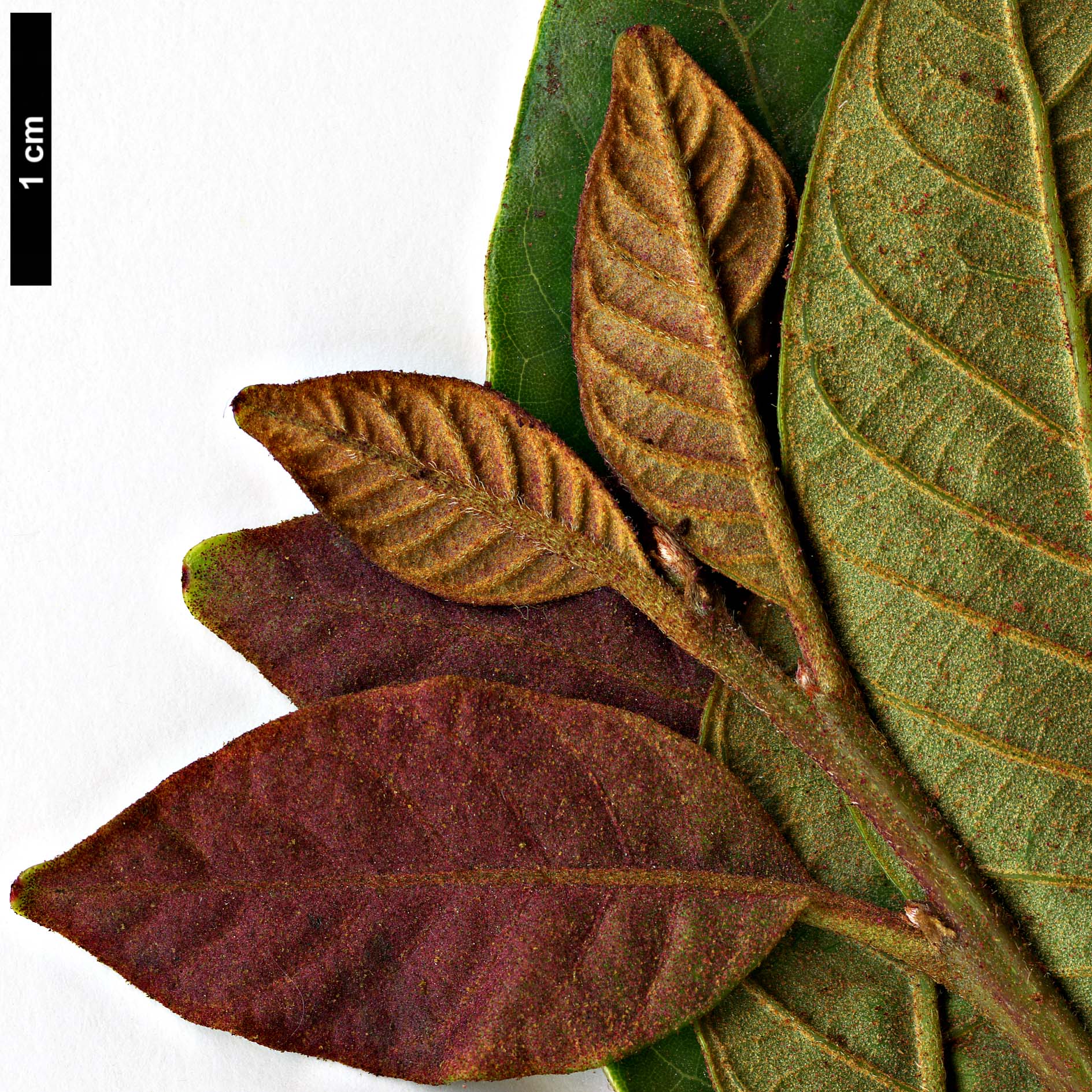 High resolution image: Family: Fagaceae - Genus: Trigonobalanus - Taxon: doichangensis