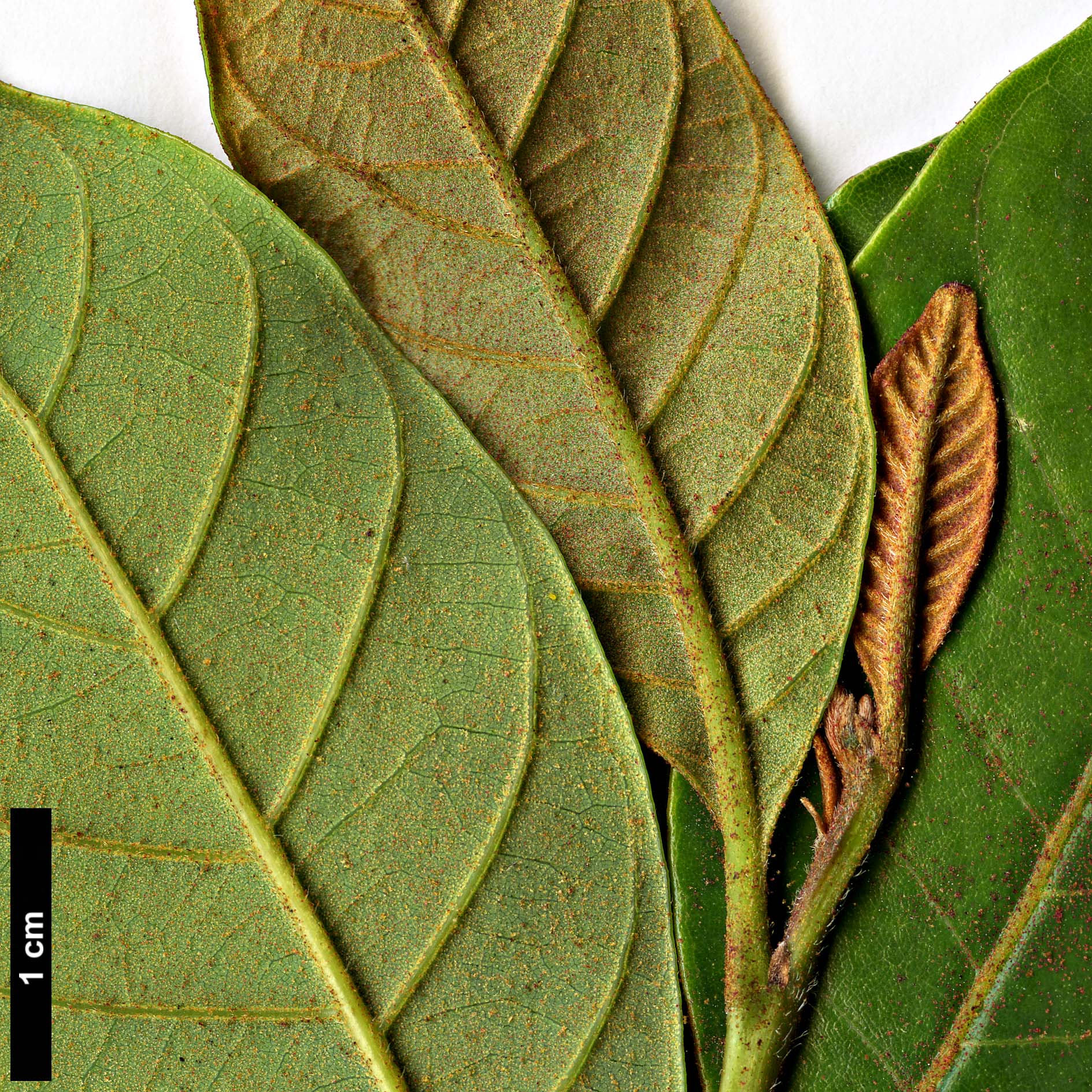 High resolution image: Family: Fagaceae - Genus: Trigonobalanus - Taxon: doichangensis