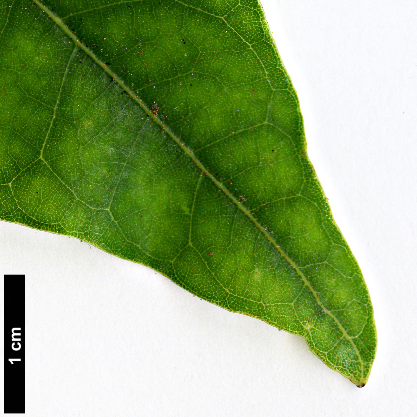 High resolution image: Family: Fagaceae - Genus: Trigonobalanus - Taxon: doichangensis