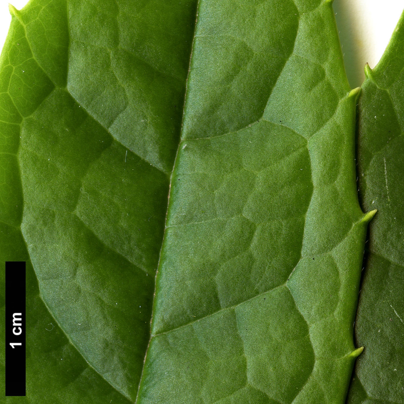 High resolution image: Family: Garryaceae - Genus: Aucuba - Taxon: chlorascens