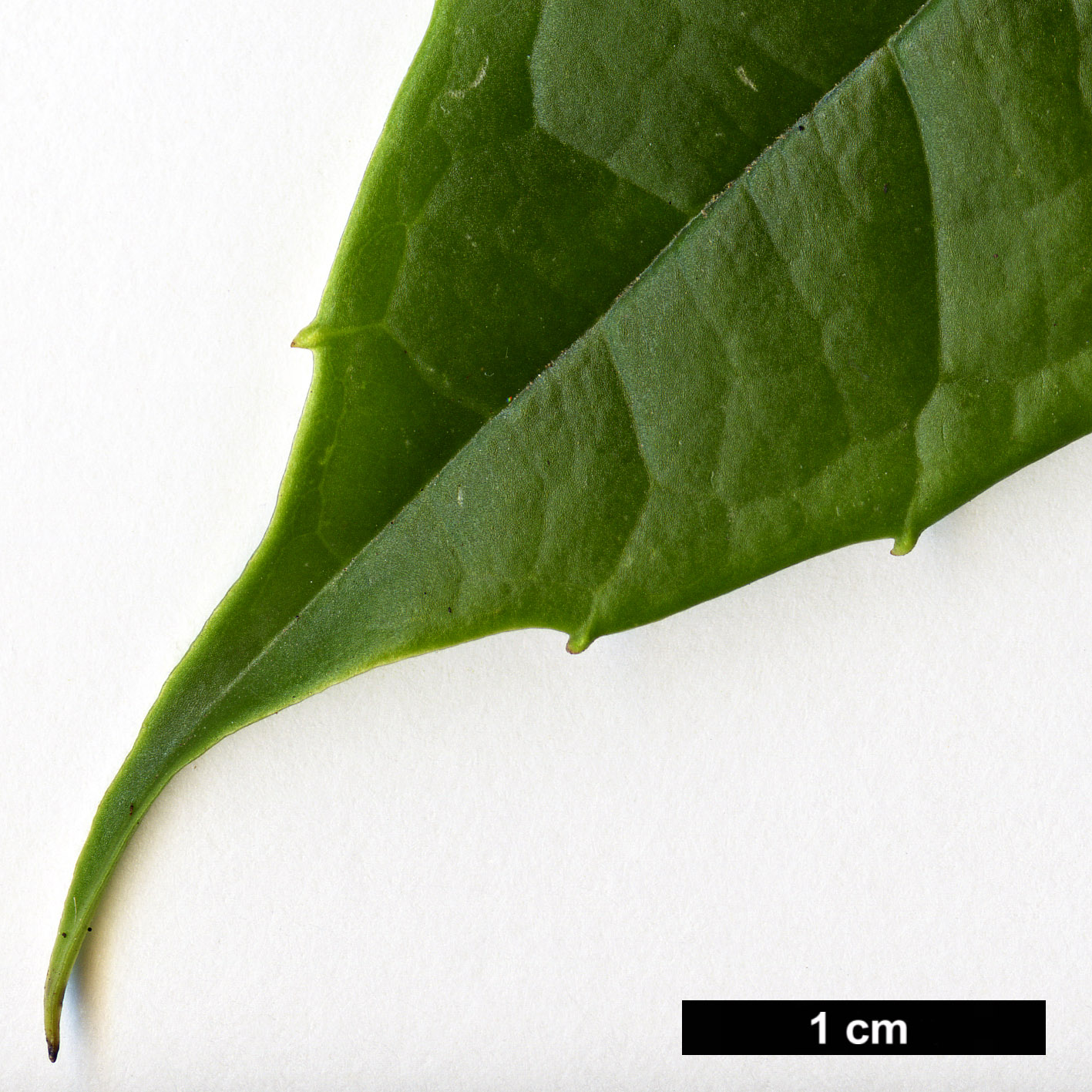 High resolution image: Family: Garryaceae - Genus: Aucuba - Taxon: chlorascens