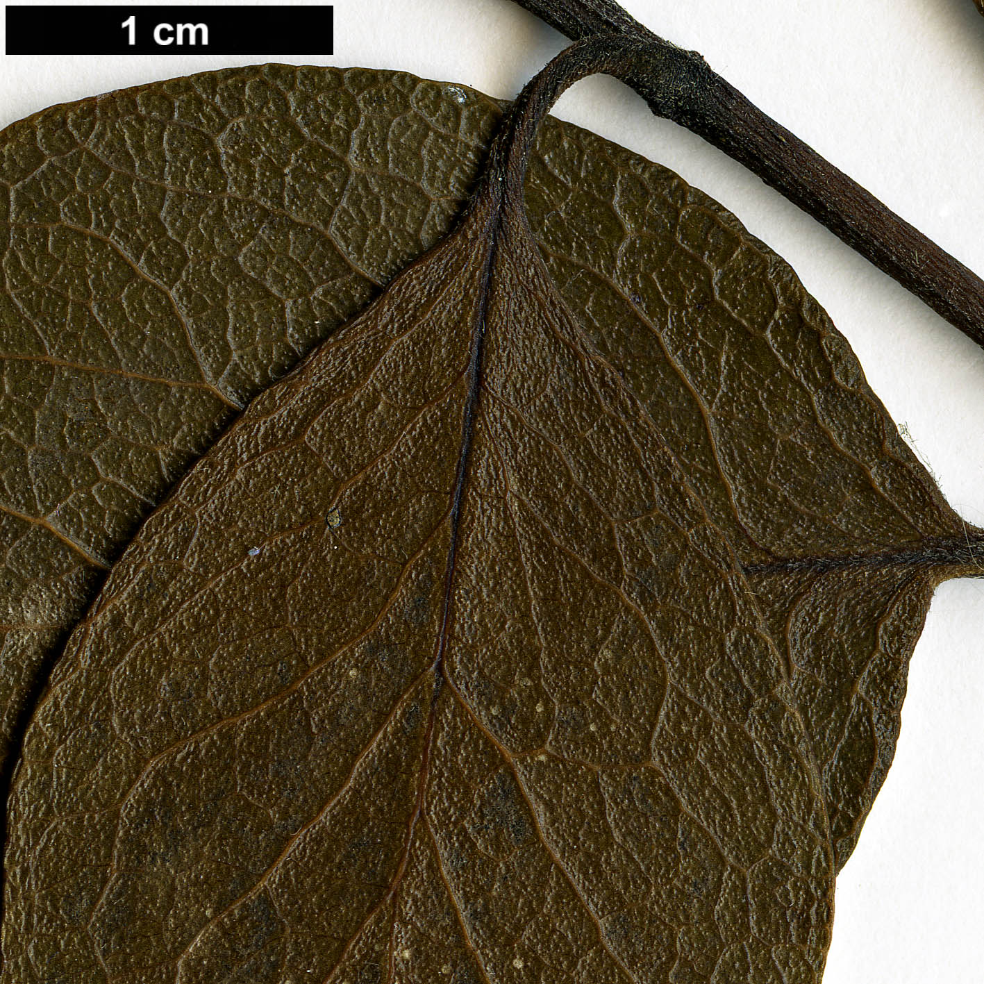 High resolution image: Family: Garryaceae - Genus: Garrya - Taxon: buxifolia High resolution image: Family: Garryaceae - Genus: Garrya - Taxon: buxifolia